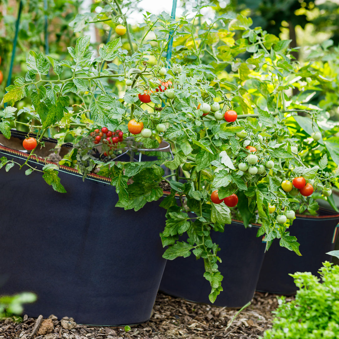 FCMP Outdoor 5 Gal Modern Non Woven Breathable Grow Bags, Multicolor (5 Pack) - VMInnovations