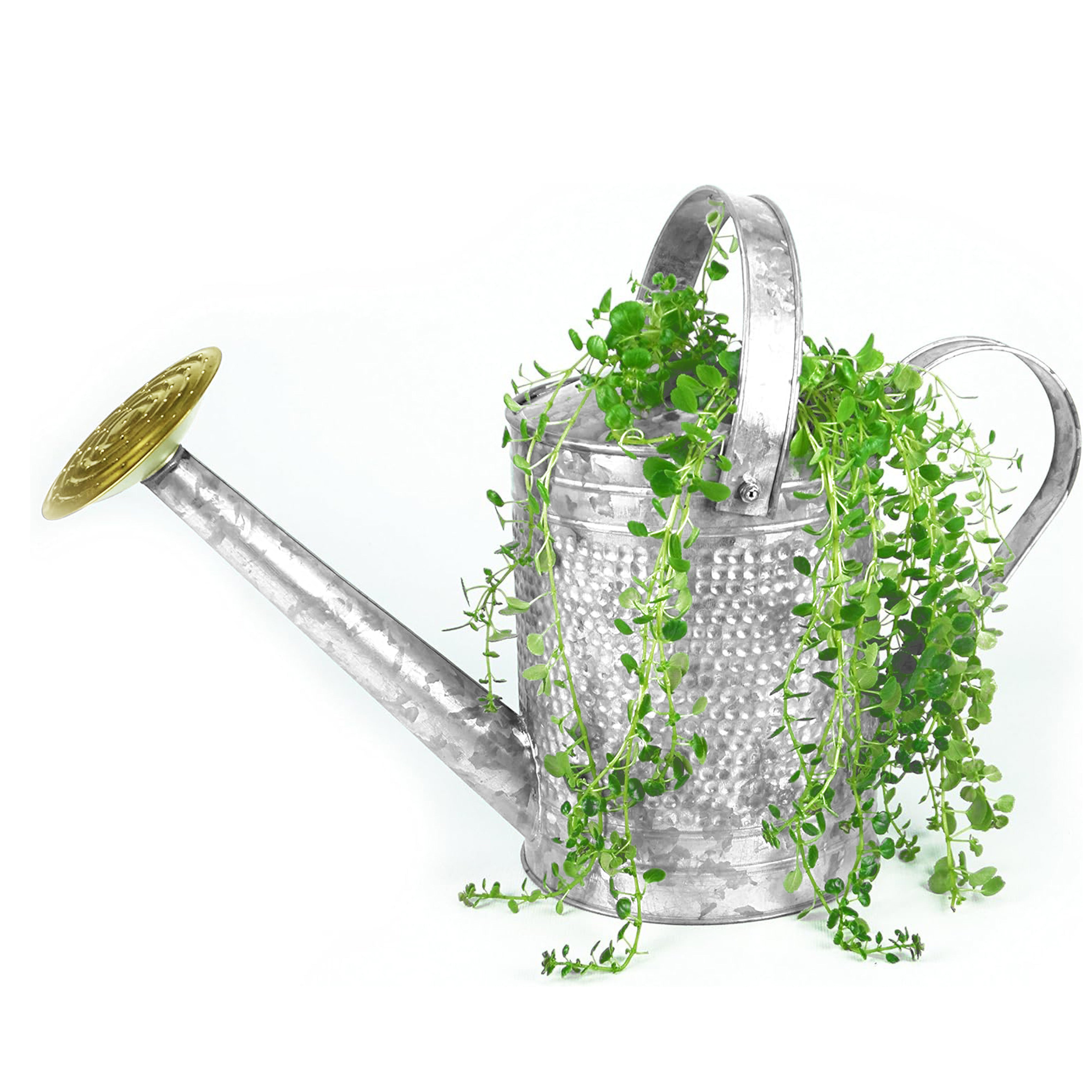 Jameson 1 Gallon Galvanized Watering Can with Handle for Patio, Lawn, and Garden - VMInnovations