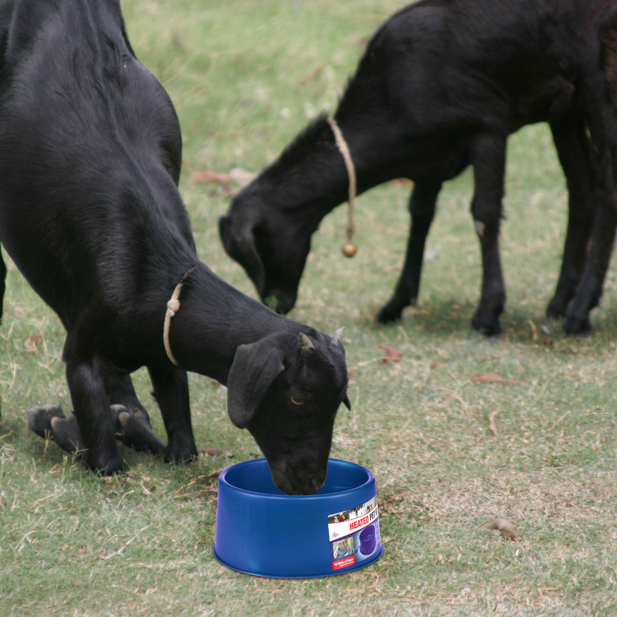 Farm Innovators 60W Premium Plastic Heated Pet Dog/Cat Water Bowl, 3 Pack, Blue