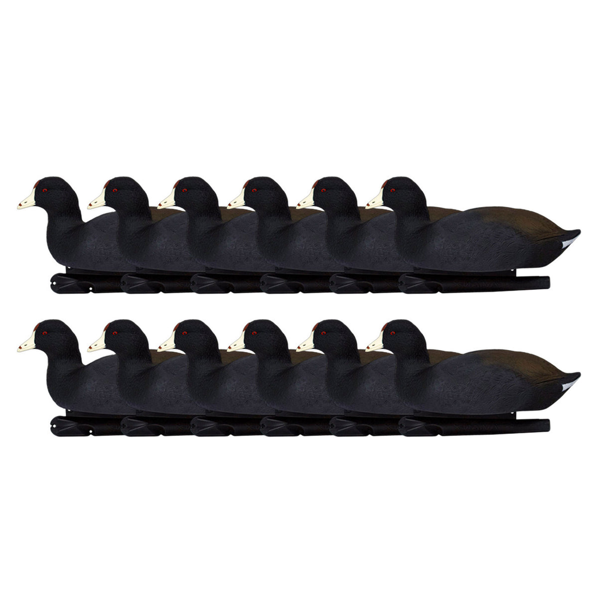 Avian X Top Flight Coot with Ultra Realistic Paint Scheme for Hunting,18 Pack