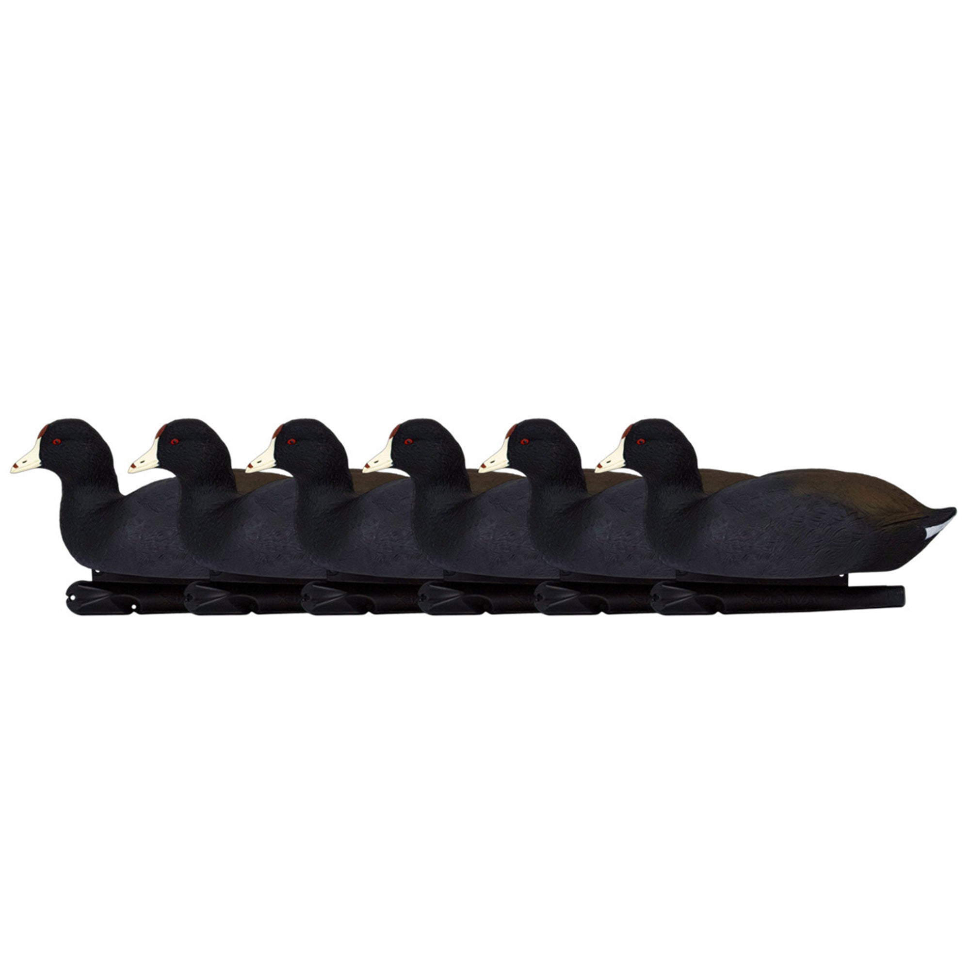 Avian X Top Flight Coot with Ultra Realistic Paint Scheme for Hunting,12 Pack