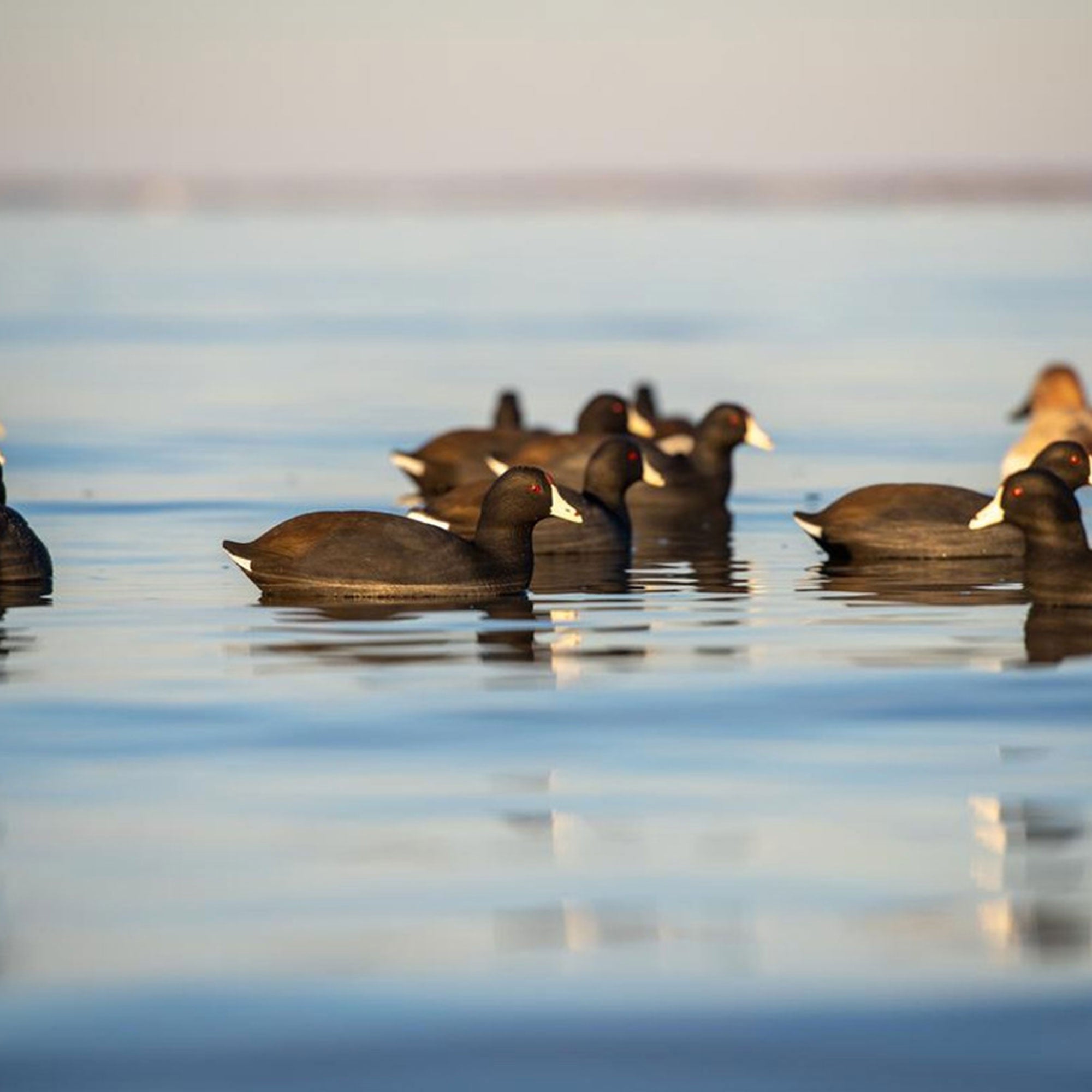 Avian X Top Flight Coot with Ultra Realistic Paint Scheme for Hunting,12 Pack