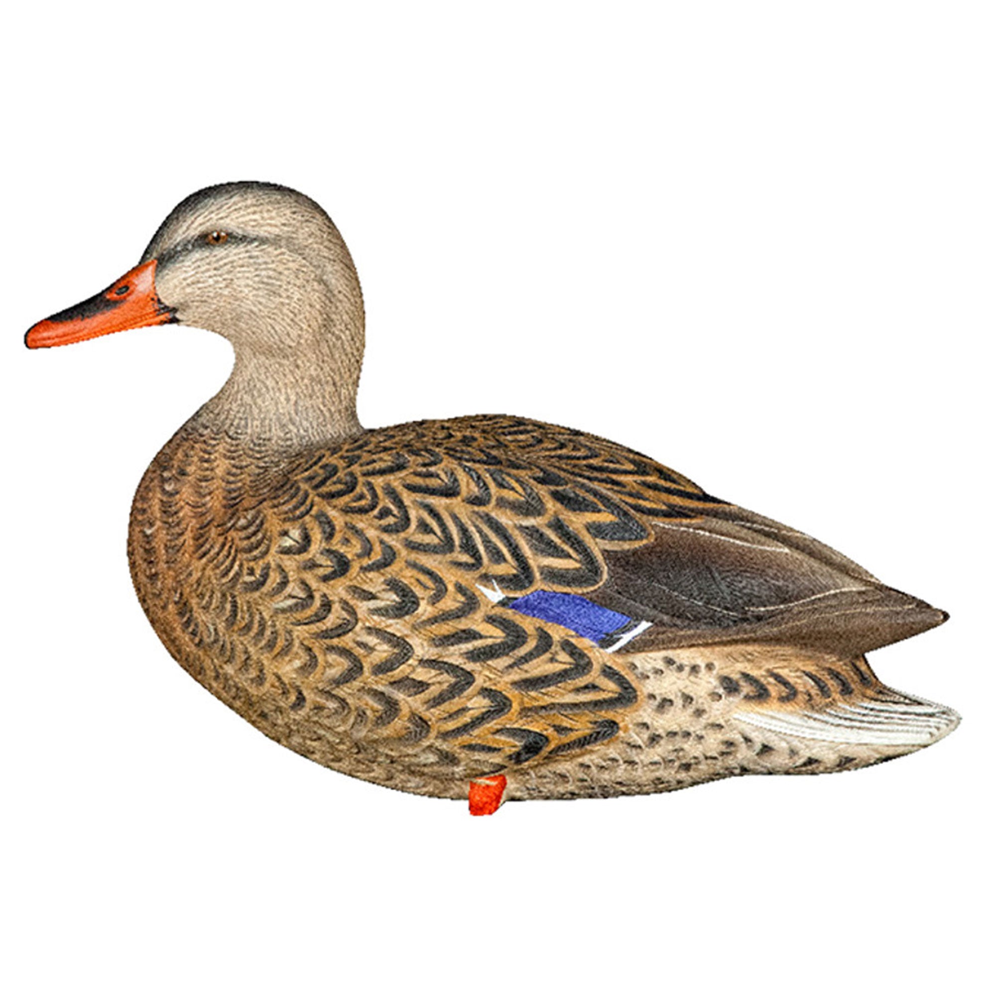 Avian X AXP Full Body Mallards Decoy, Ultra Realistic & Wind Activated, 12 Pack