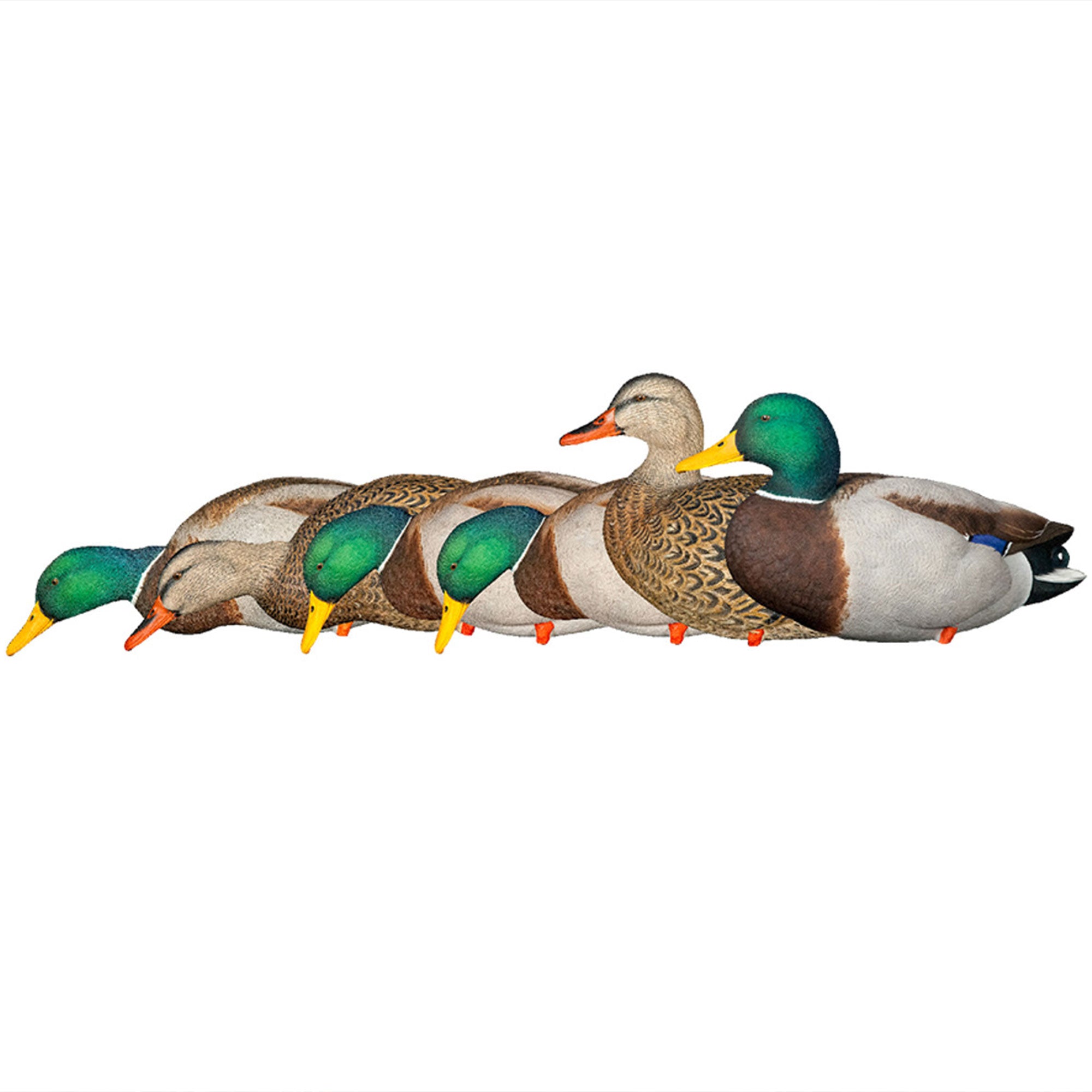 Avian X AXP Full Body Mallards Decoy, Ultra Realistic & Wind Activated, 18 Pack