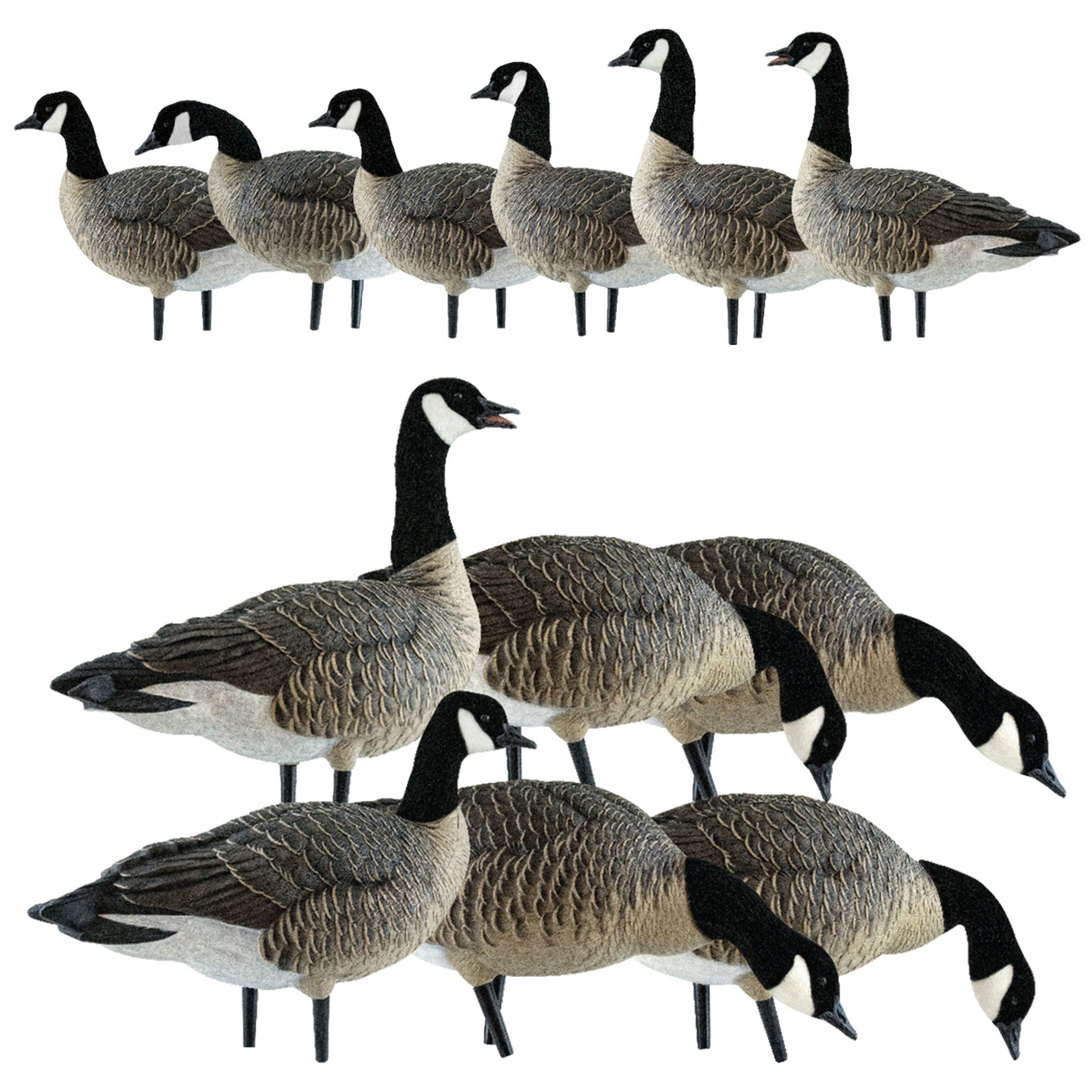 Avian X AXP Honkers Fusion Pack Goose Decoy with 6 Piece Fusion Pack for Hunting