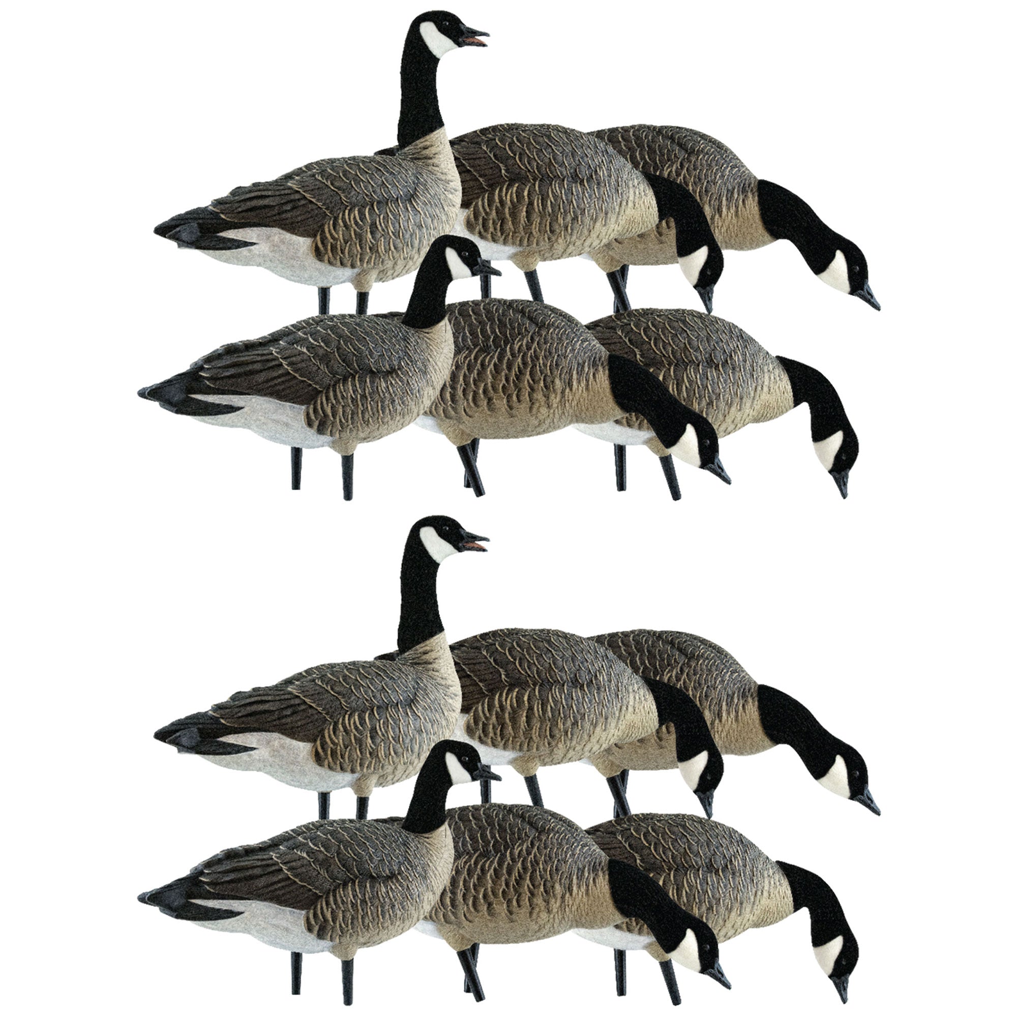 Avian X Lessers 6 Piece Fusion Realistic Goose Outdoor Hunting Decoy, 2 Pack