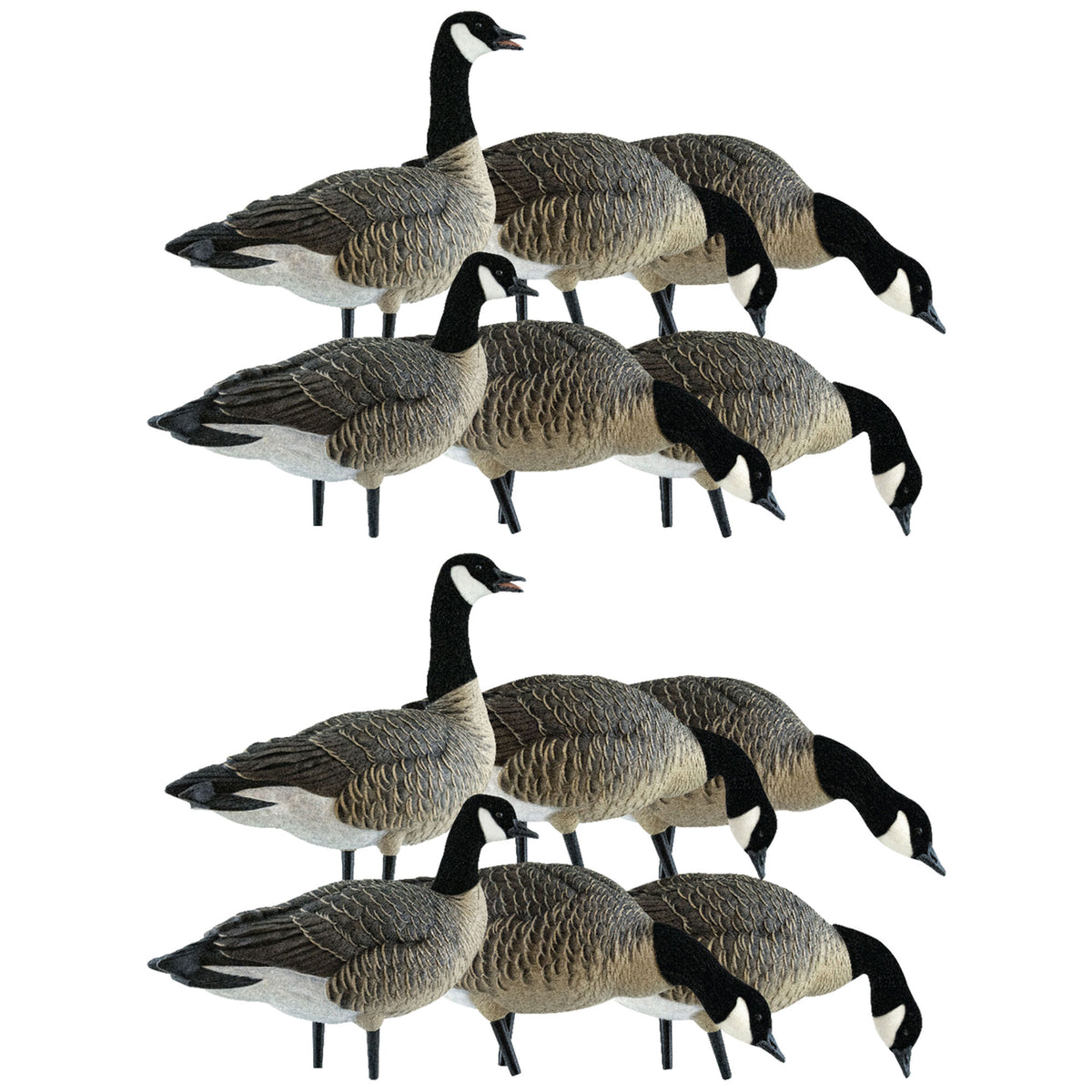 Avian X Lessers 6 Piece Fusion Realistic Goose Outdoor Hunting Decoy, 2 Pack