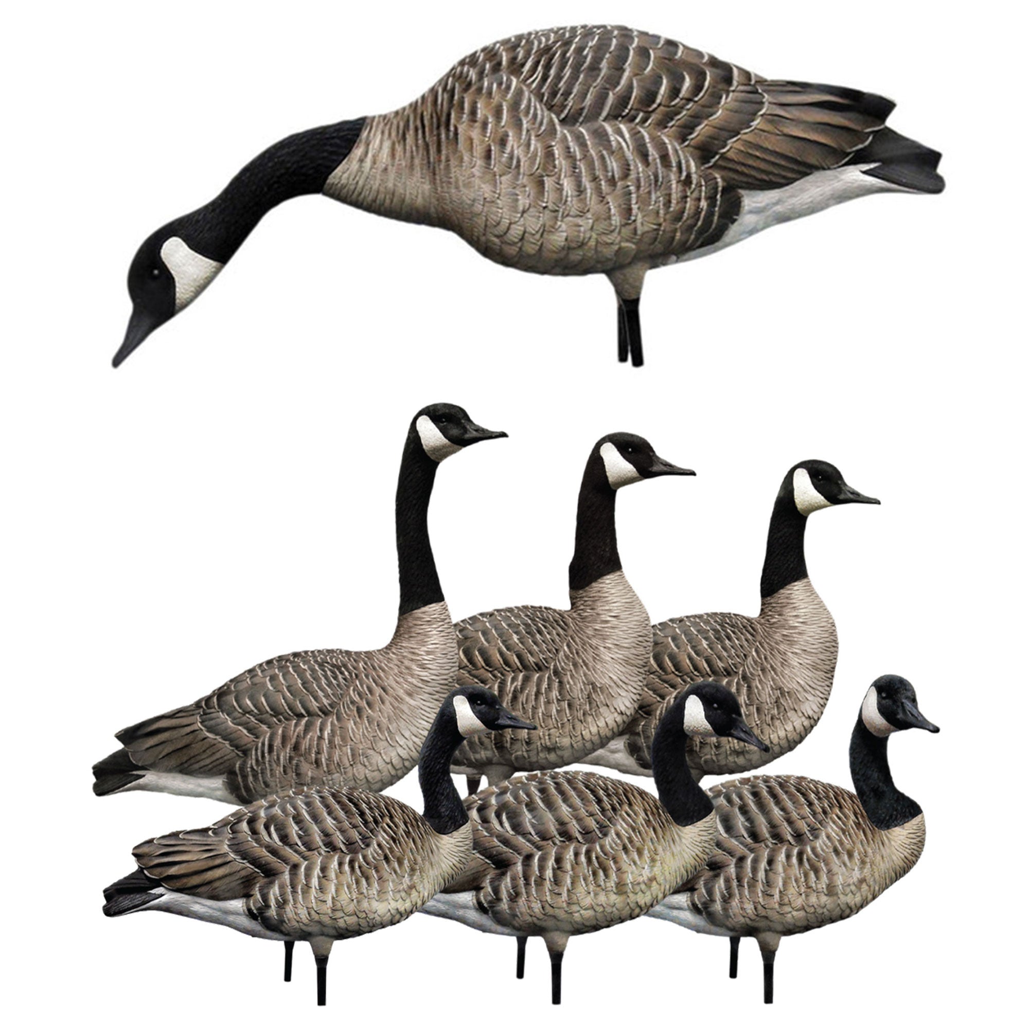 Avian X AXP Honkers Full Body Realistic Goose Decoy with AXP Sentry Walker Set