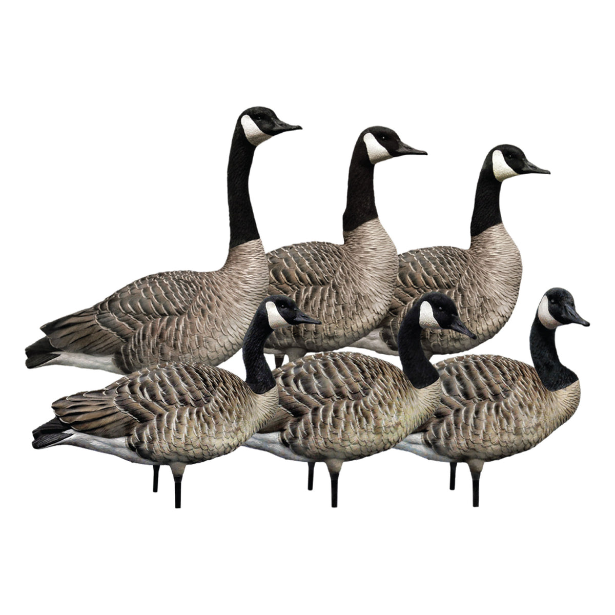 Avian X AXP Honkers Full Body Realistic Goose Decoy with AXP Sentry Walker Set