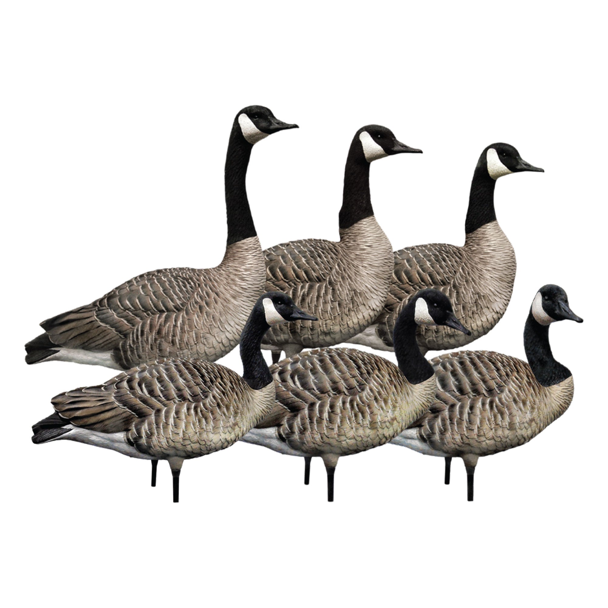 Avian X Honkers Realistic Full Body with AXP 6 Piece Honker Sentry Goose Decoys - VMInnovations