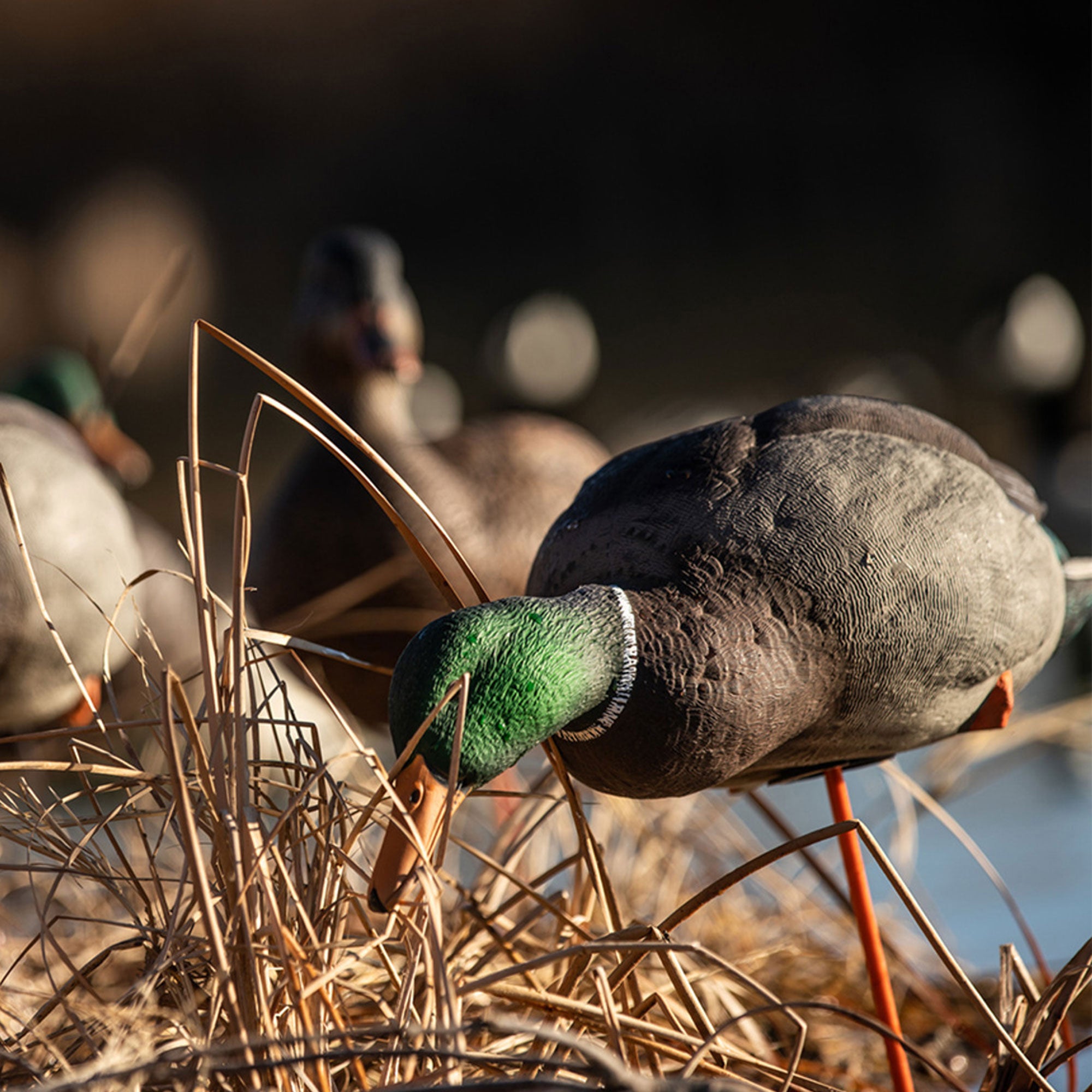 Avian X AXF Black Ducks Decoys Bundled with AXP Mallards Decoys, Wind Activated - VMInnovations