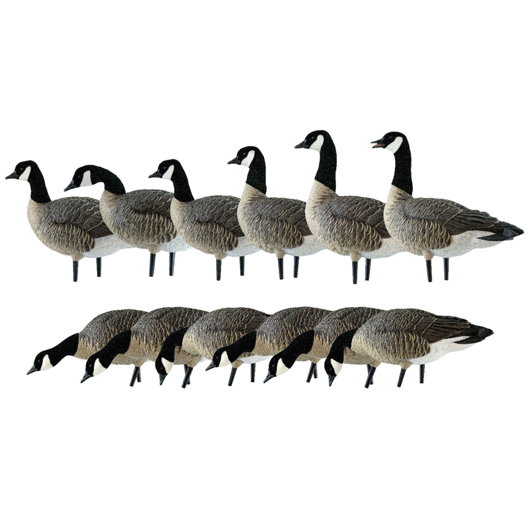 Avian Topflight Early Season Teal Bundled with AXP Honkers Realistic Decoy Sets