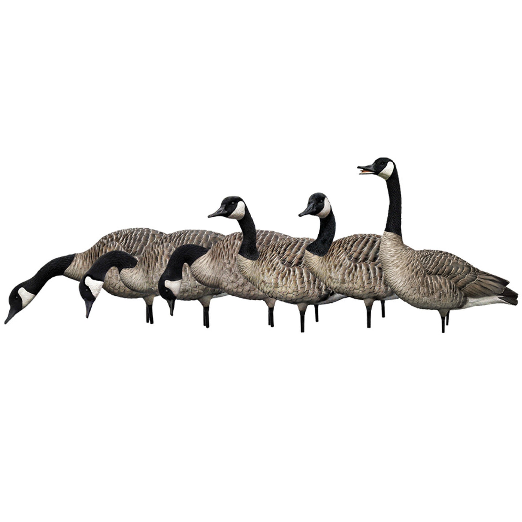Avian X AXP Honkers Goose Decoy Feeder with AXP Full Body Canada Goose Decoys