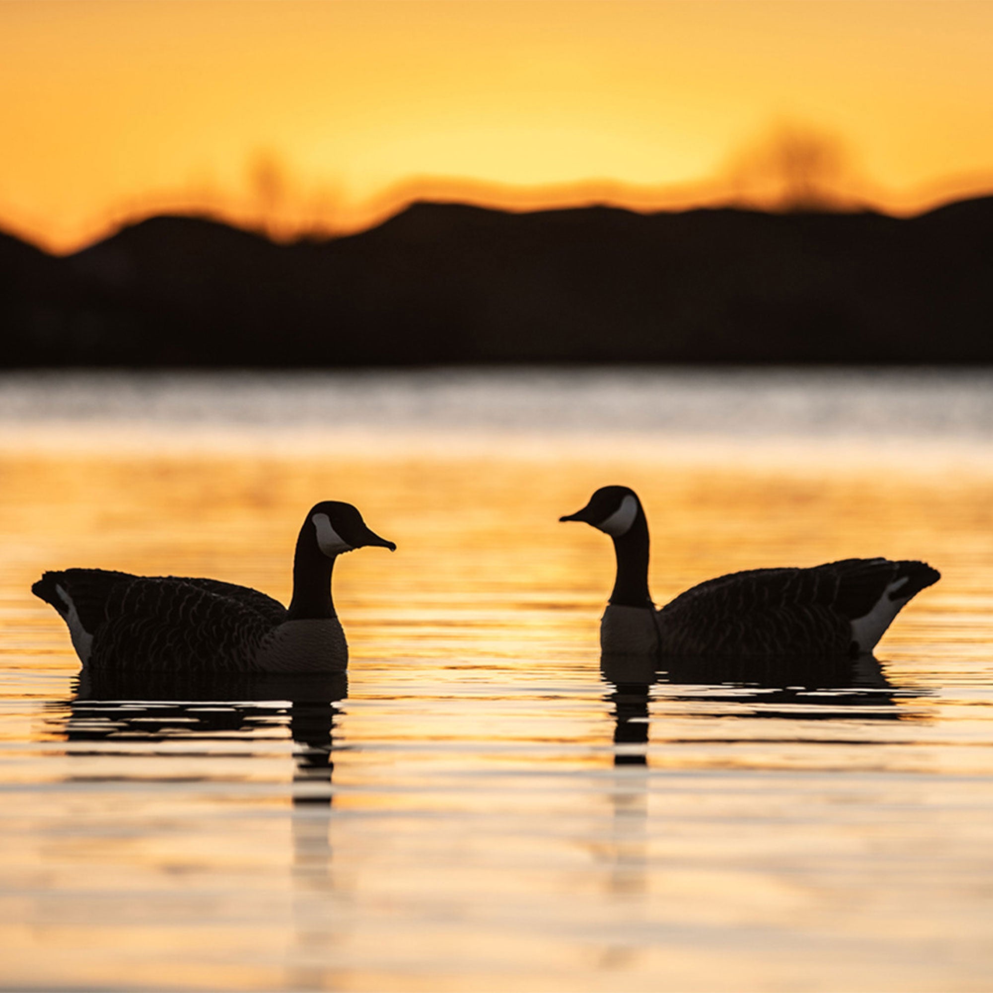 Avian X AXP Honkers Full Body Goose Decoy with Topflight Floaters for Hunting