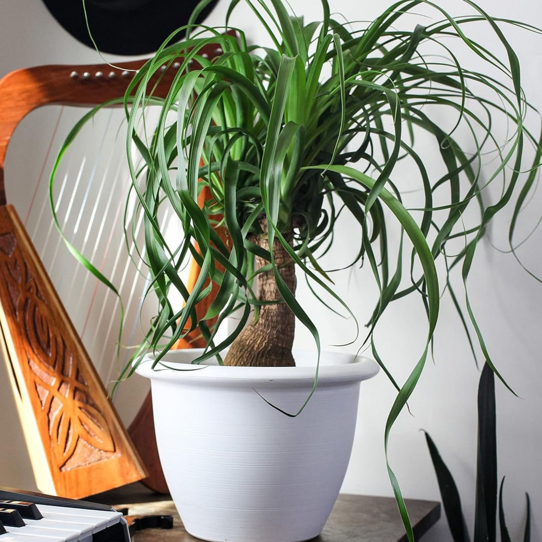 The HC Companies Sevilla Self-Watering Pot with Internal Disk, 12 Inch, White - VMInnovations