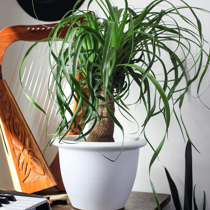 The HC Companies Sevilla Self-Watering Pot with Internal Disk, 12 Inch, White - VMInnovations