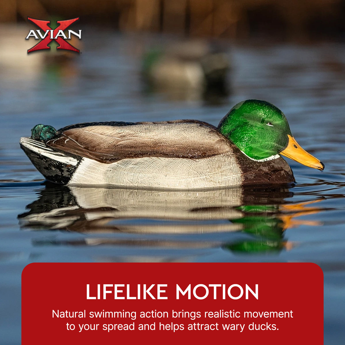 Avian X Power Swimmer Mallard Drake Motion Duck Decoy with 10+ Hour Battery
