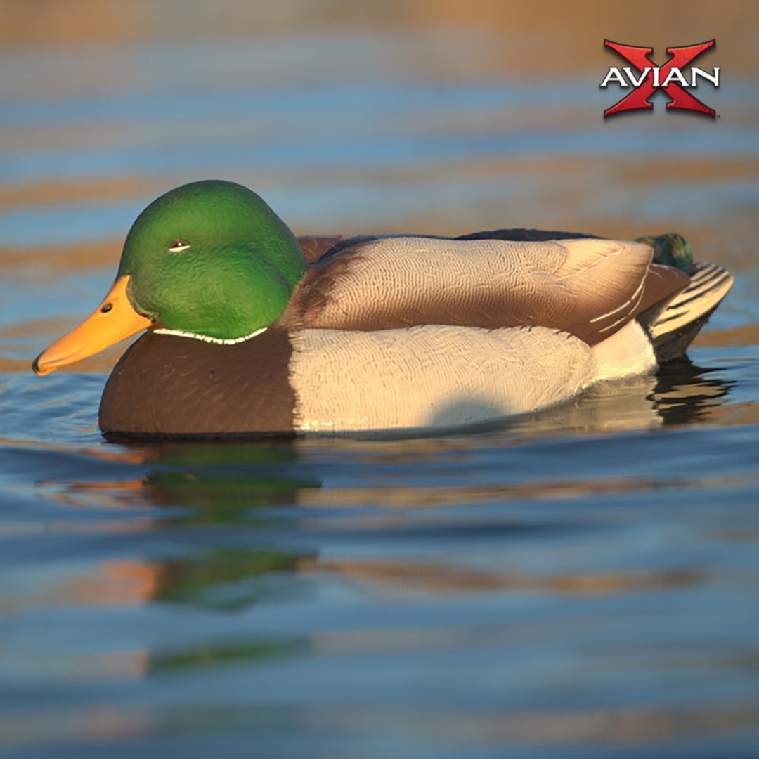 Avian X Power Swimmer Mallard Drake Motion Duck Decoy with 10+ Hour Battery - VMInnovations