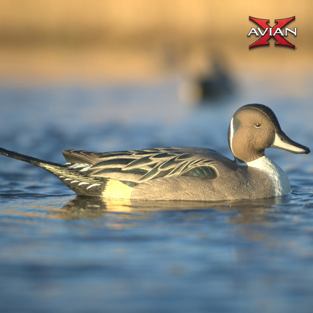 Avian X Power Swimmer Pintail Drake Motion Duck Decoy with 10+ Hour Battery - VMInnovations