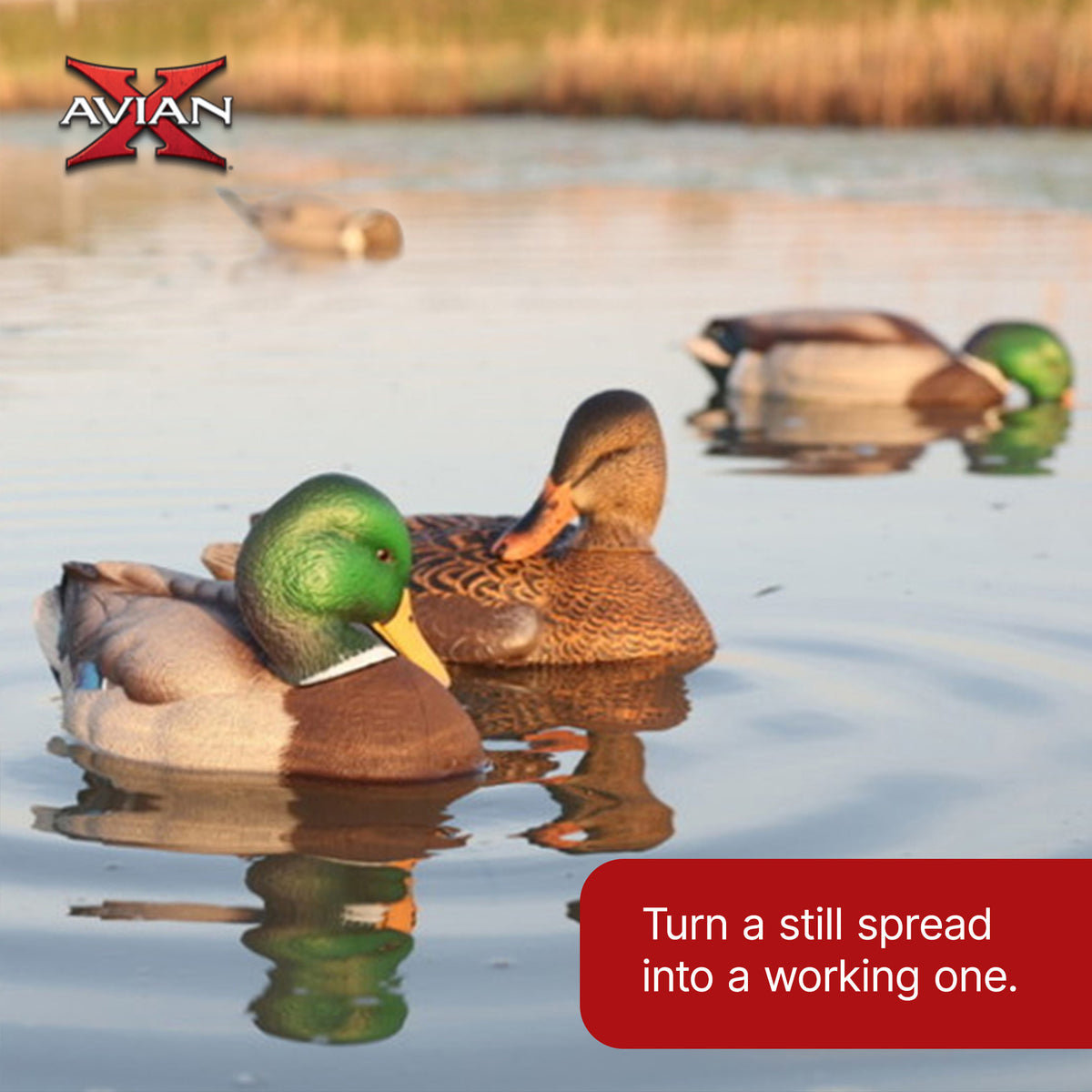 Avian-X Power Shaker Mallard Drake Motion Duck Decoy Floating Surface Preener - VMInnovations