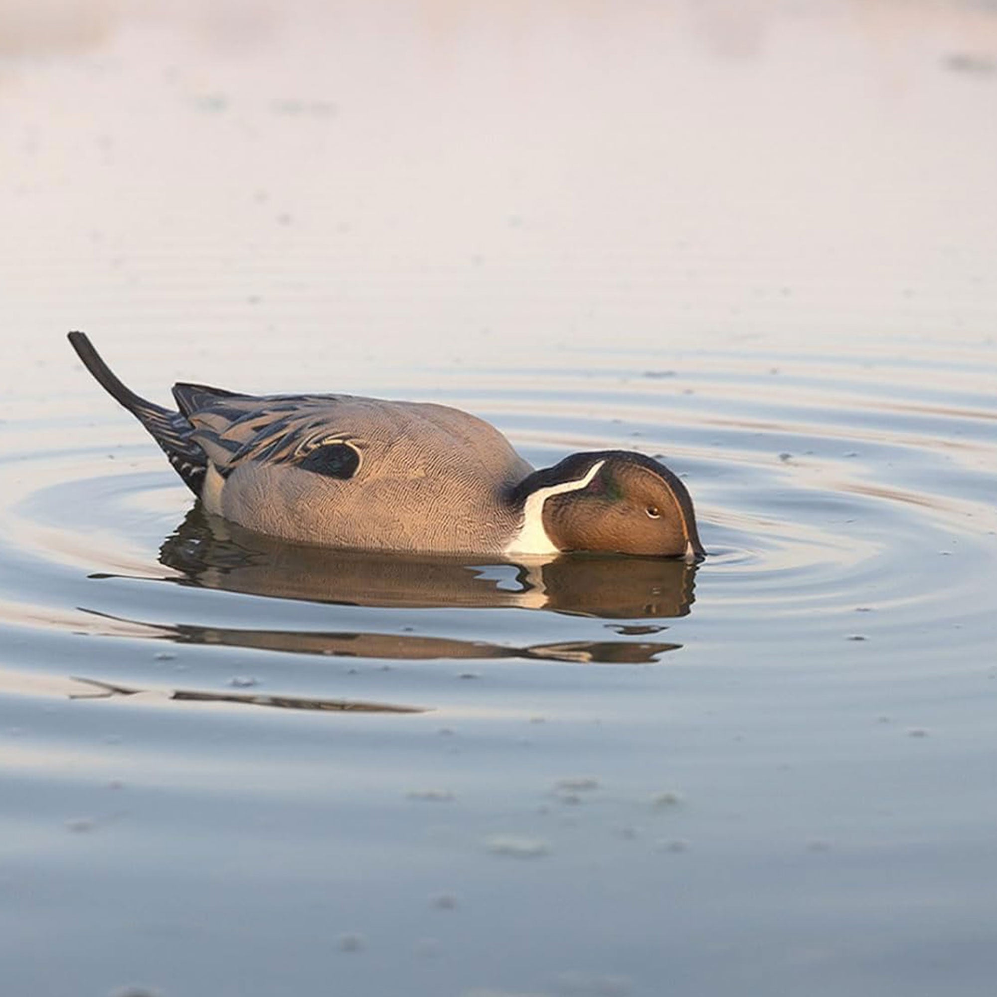 Avian-X Power Pintail Motion Duck Decoy Floating Surface Feeder (Open Box) - VMInnovations