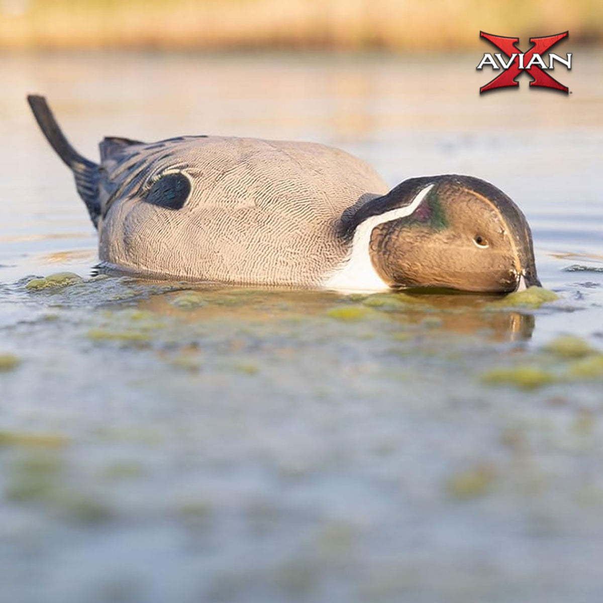 Avian-X Power Pintail Motion Duck Decoy Floating Surface Feeder (Open Box) - VMInnovations