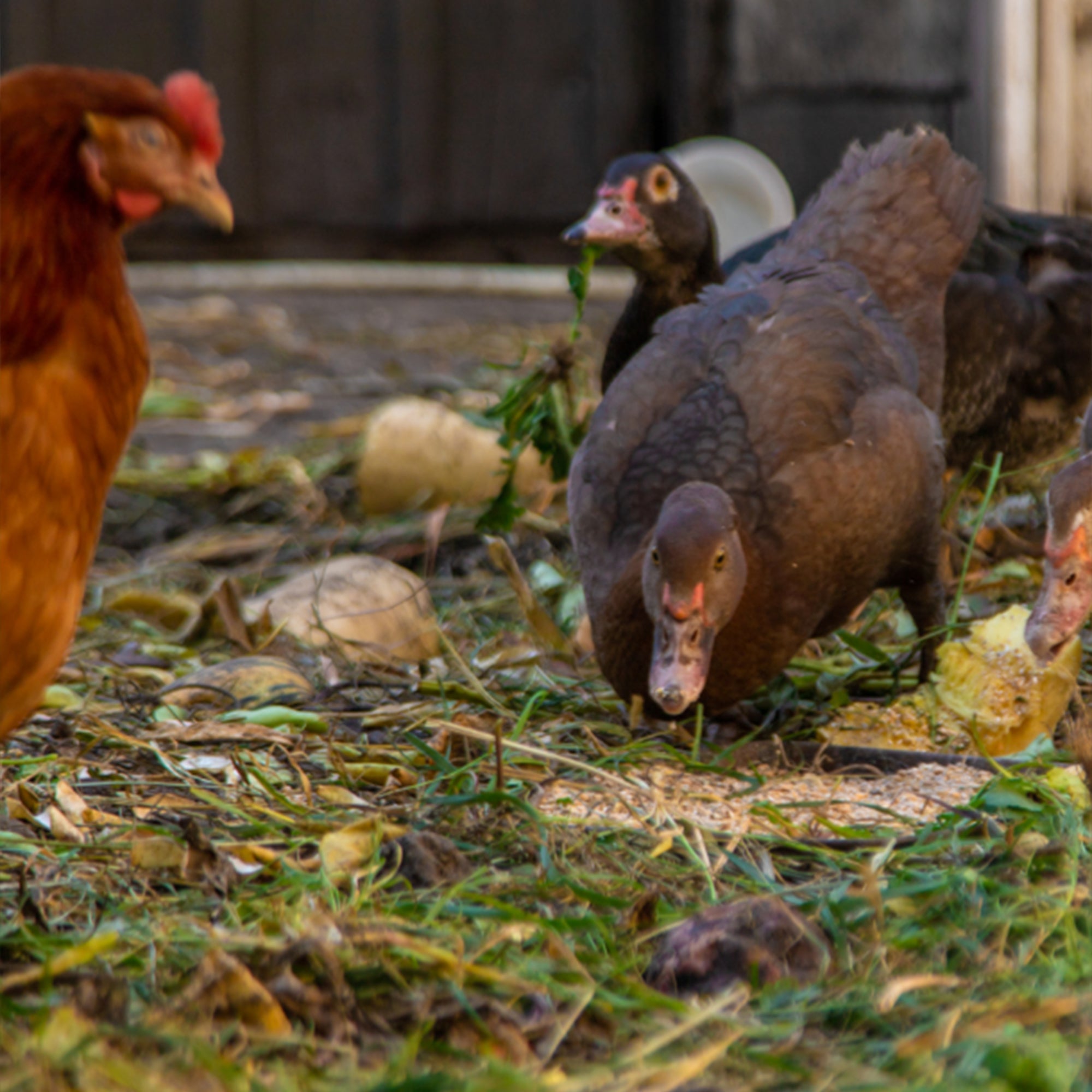 Premium Poultry Layer Pellets for Laying Hens, 16% Protein Blend Feed (Open Box)