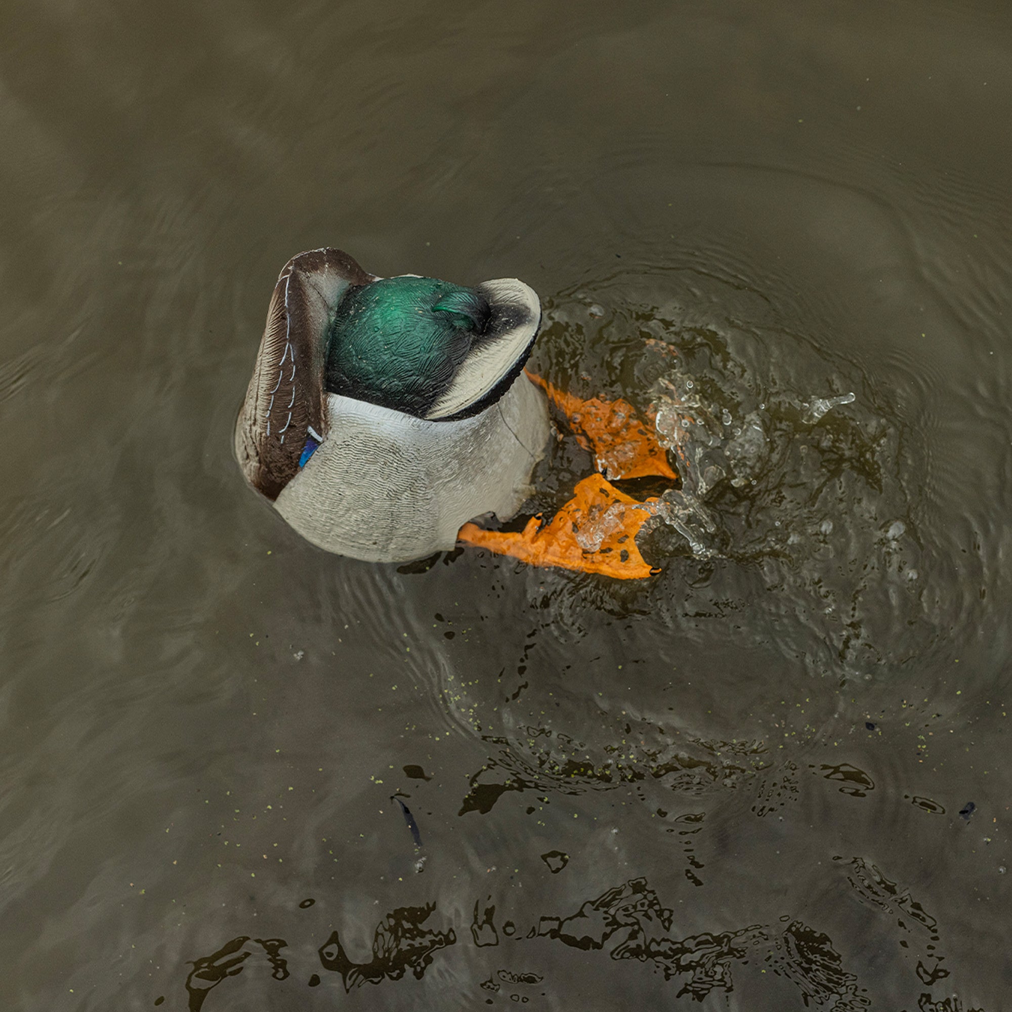Avian-X Power Butt Kicker Drake Mallard/Hen Motion Duck Realistic Floating Decoy