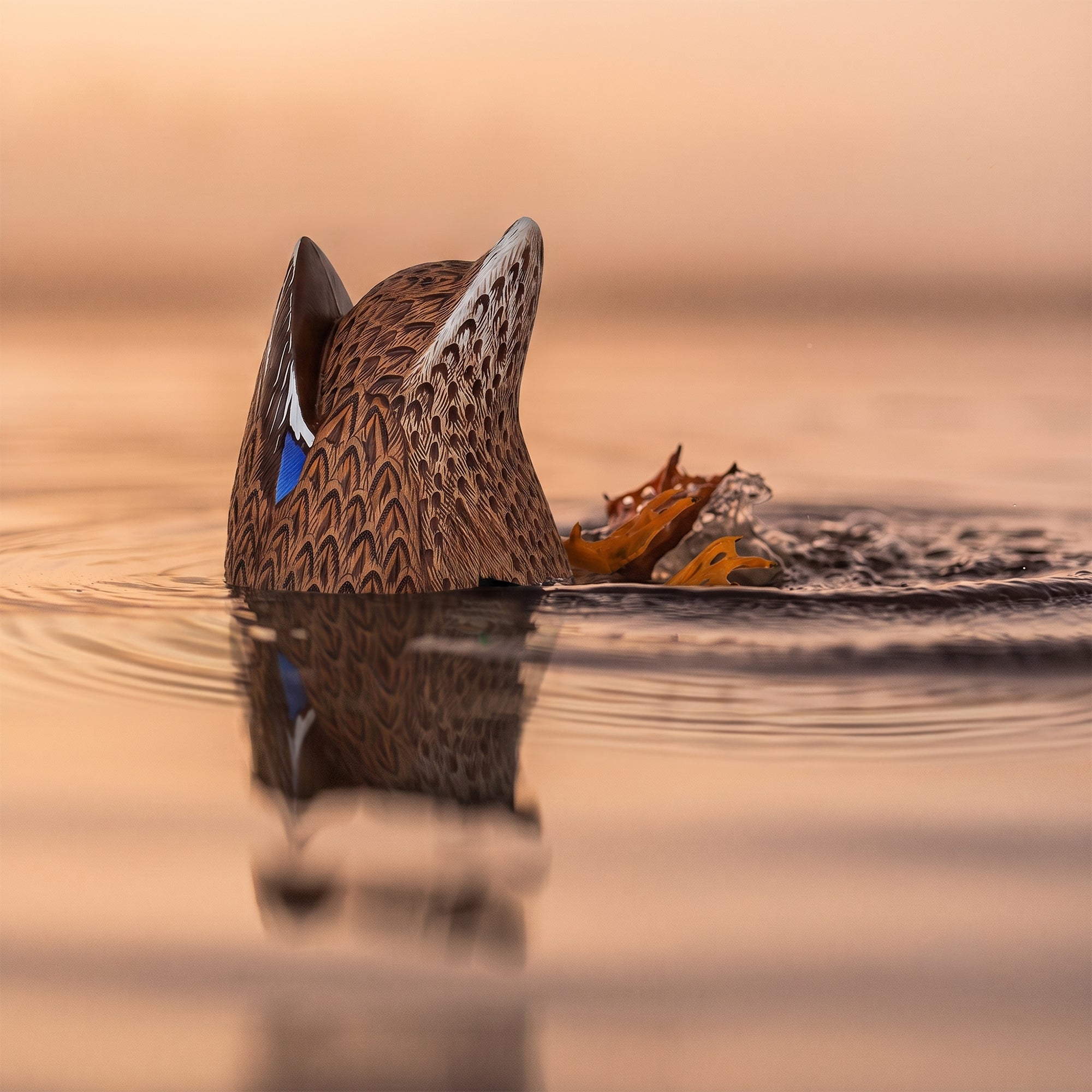 Avian-X Power Butt Kicker Mallard Hen Motion Duck Realistic Floating Decoy