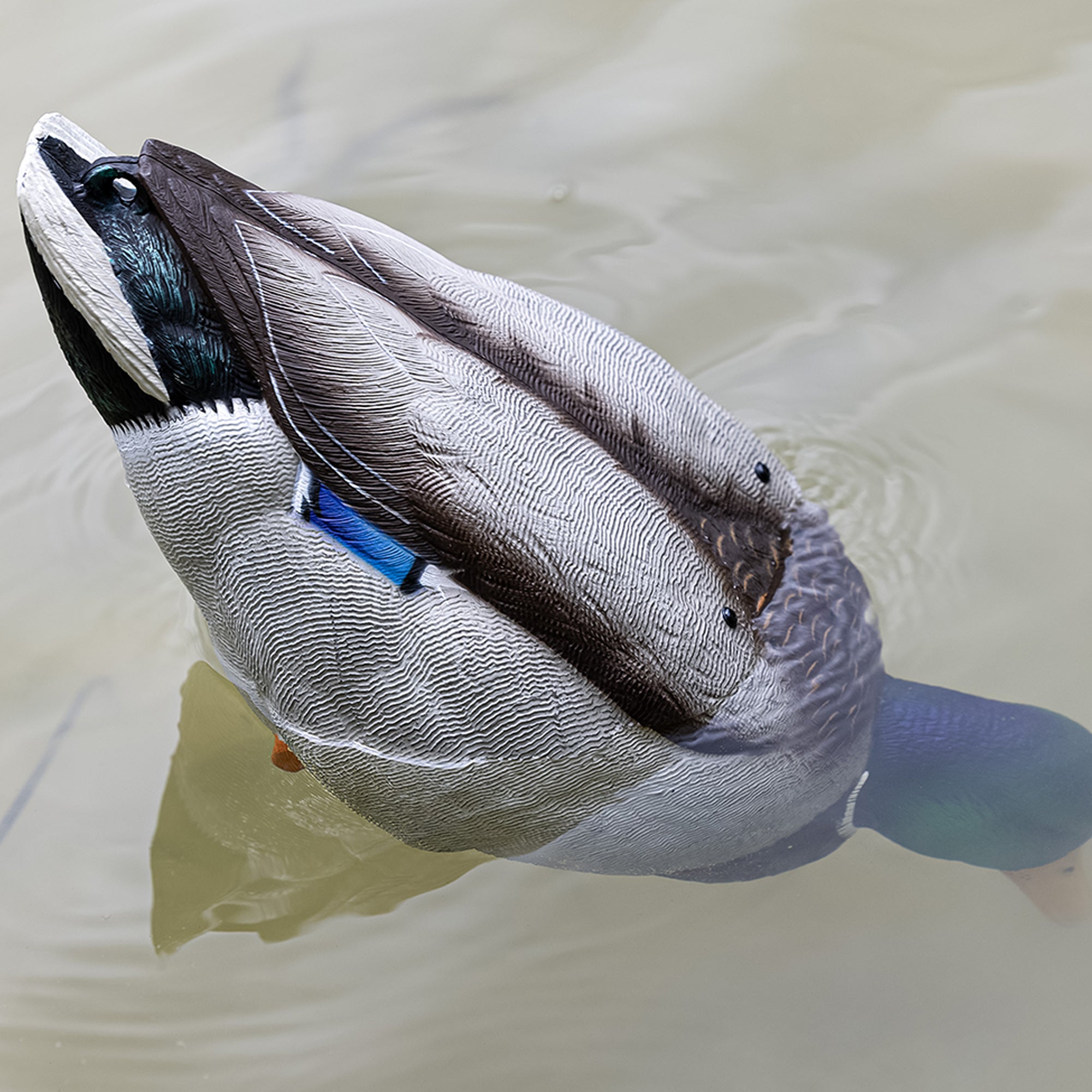 Avian-X Tip Up Mallard Duck Decoy, Patent-Pending Feeding Motion, 12-Hr Battery