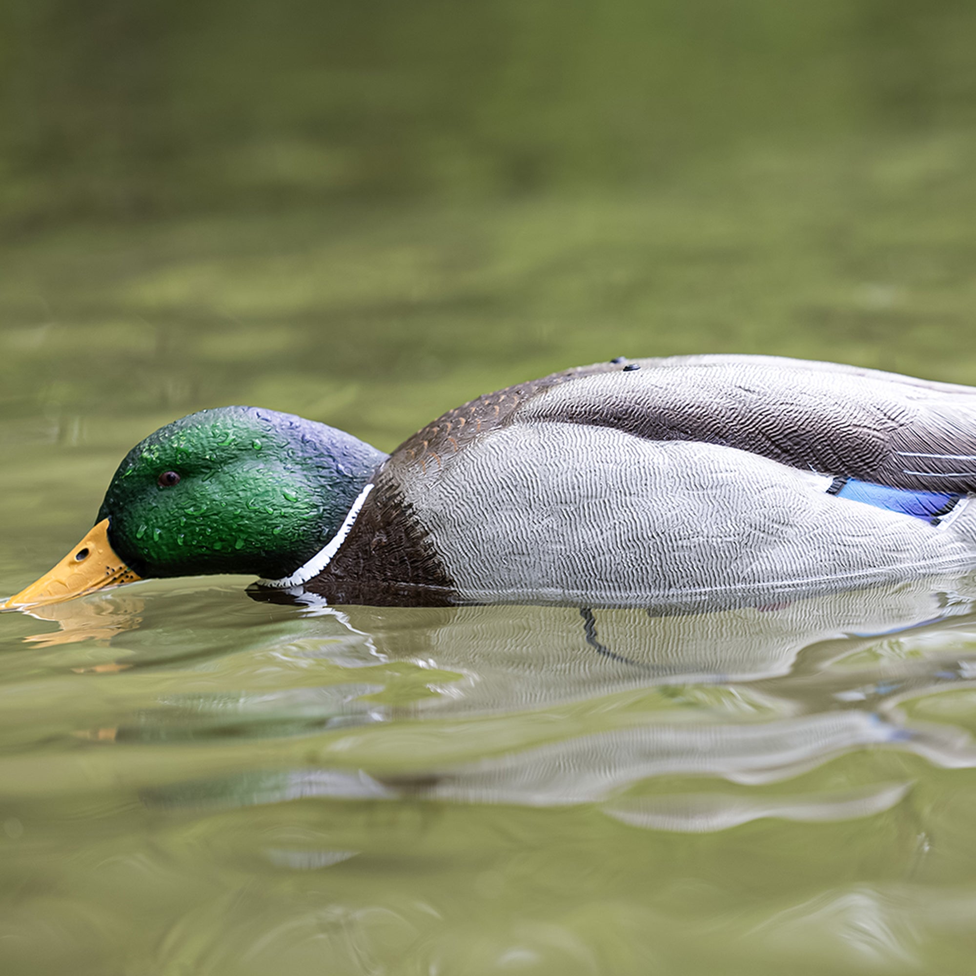 Avian-X Tip Up Mallard Duck Decoy, Patent-Pending Feeding Motion, 12-Hr Battery