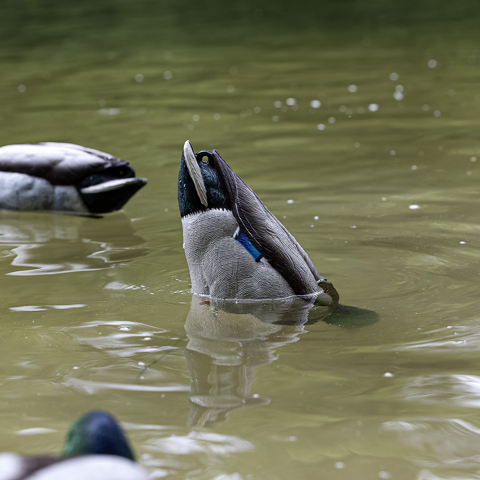 Avian-X Tip Up Mallard Duck Decoy, Patent-Pending Feeding Motion, 12-Hr Battery