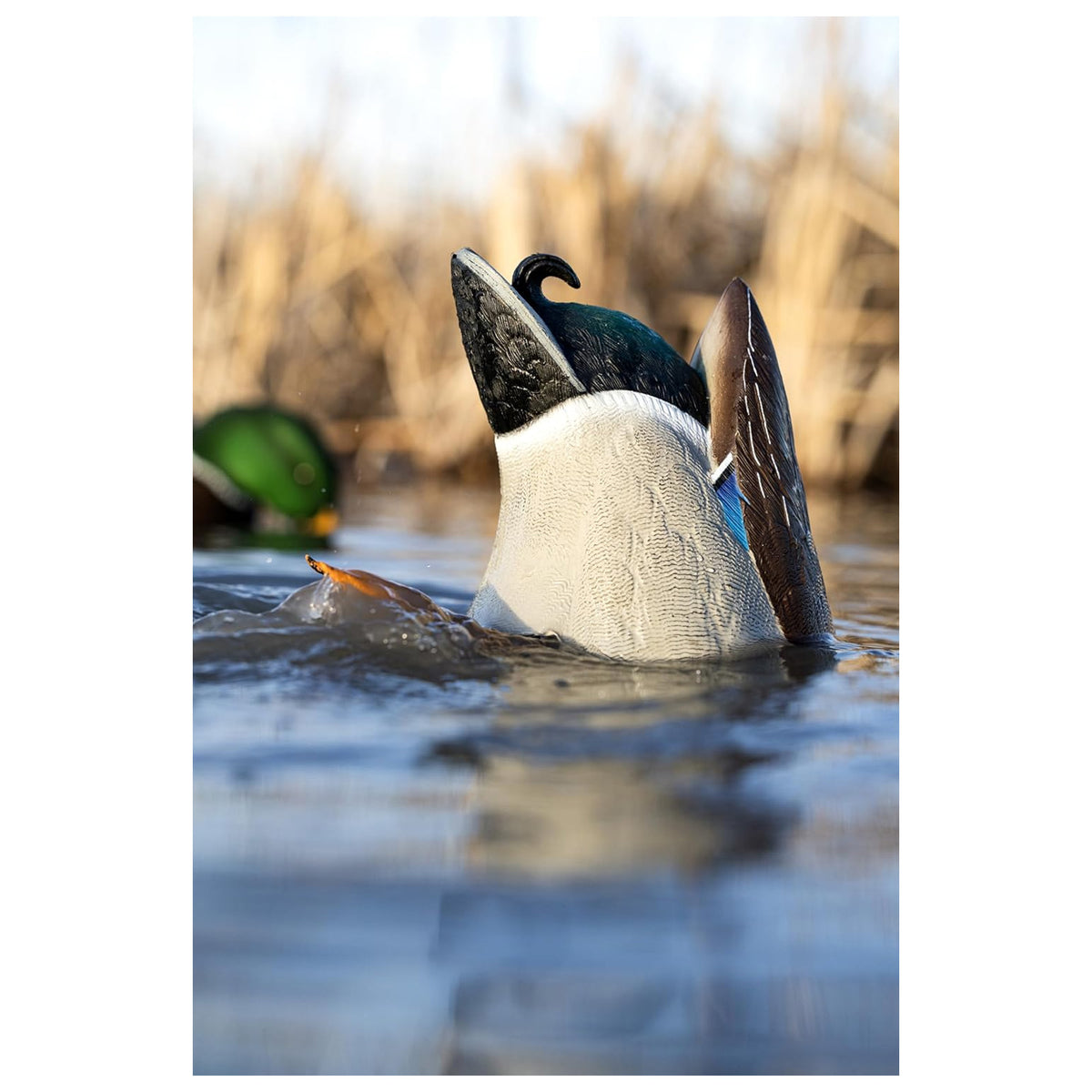 Avian-X Power Butt Kicker Drake Mallard Motion Duck Realistic Floating Decoy