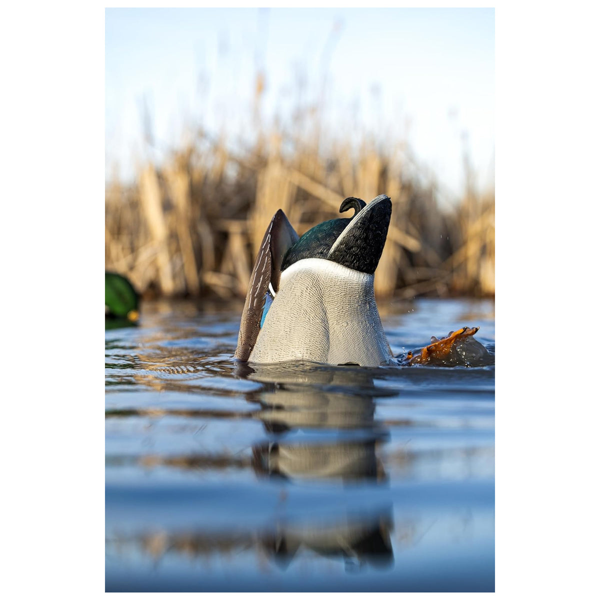 Avian-X Power Butt Kicker Drake Mallard Motion Duck Realistic Floating Decoy