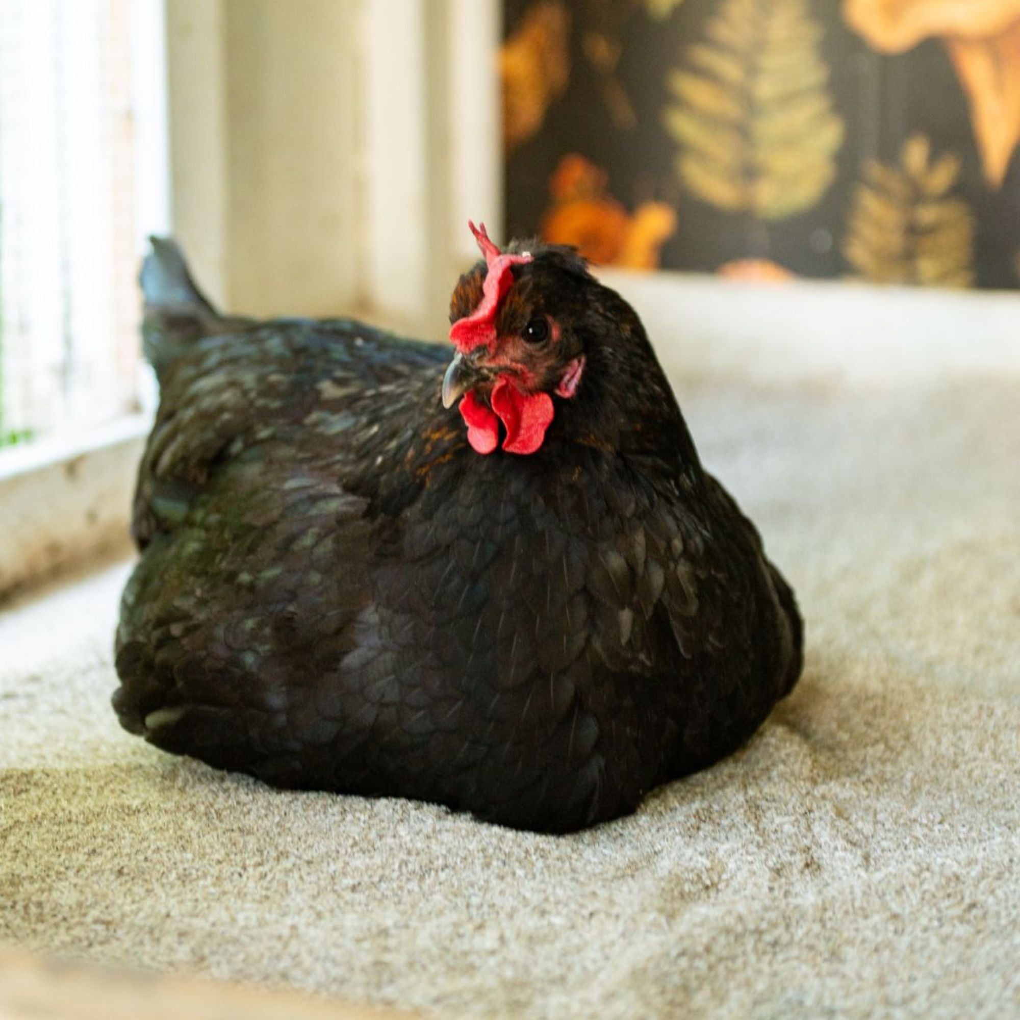 Premium Poultry 4 Pack 10 Pound Bag Hemp Cozy Coop Siftable Chicken Bedding