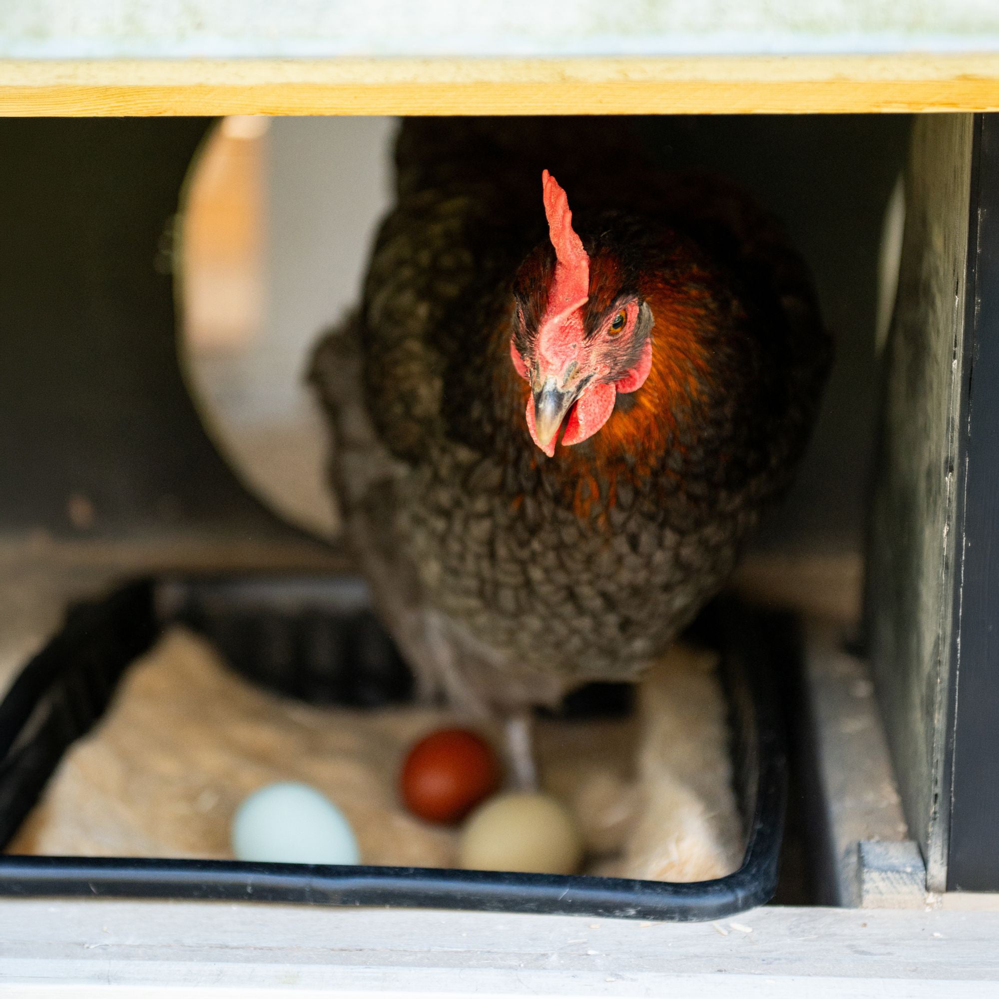 Premium Poultry Hemp Nesting Pads, Coop Bedding for Laying Hens, 12x12, 20 Pack