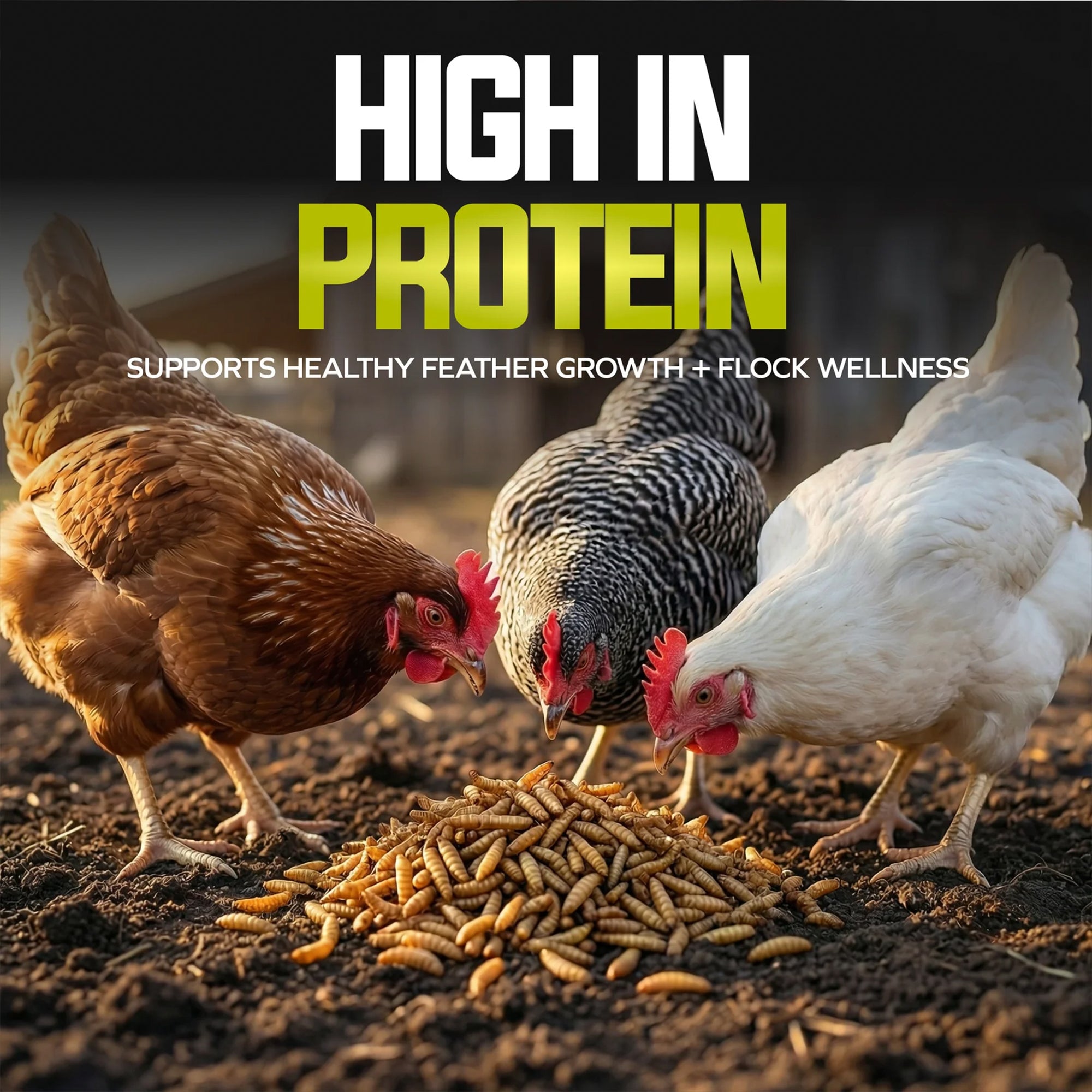 Sun Joe Whole Dried Black Soldier Fly Larvae, High Protein Poultry Treat, 22 lb - VMInnovations