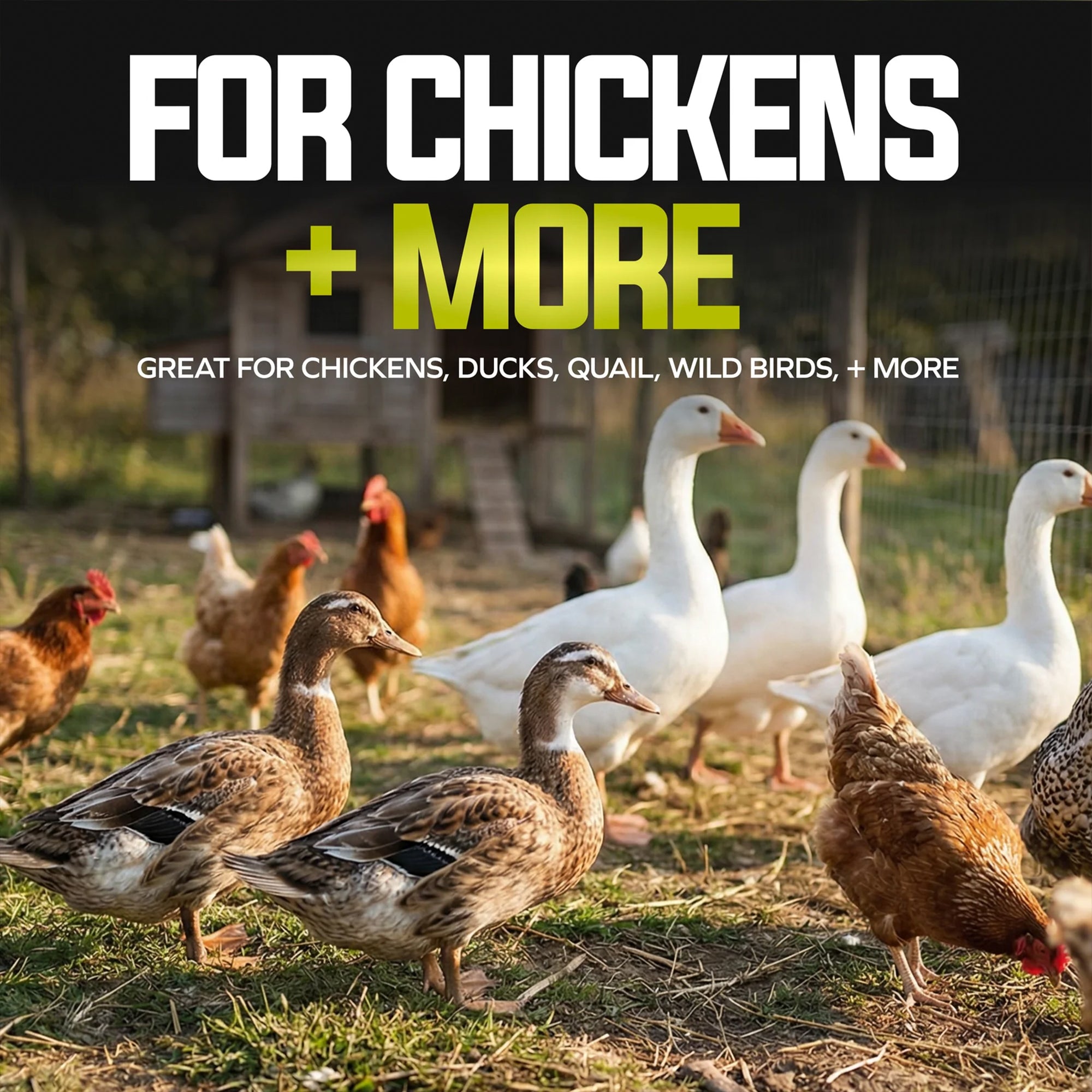 Sun Joe Whole Dried Black Soldier Fly Larvae, High Protein Poultry Treat, 22 lb - VMInnovations
