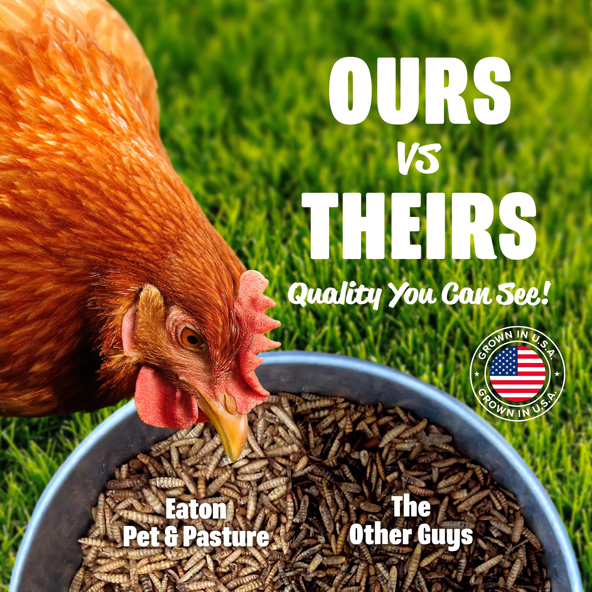 Eaton Pet and Pasture Premium Grubs, High-Calcium Treat for Chickens, Ducks, 5Lb - VMInnovations