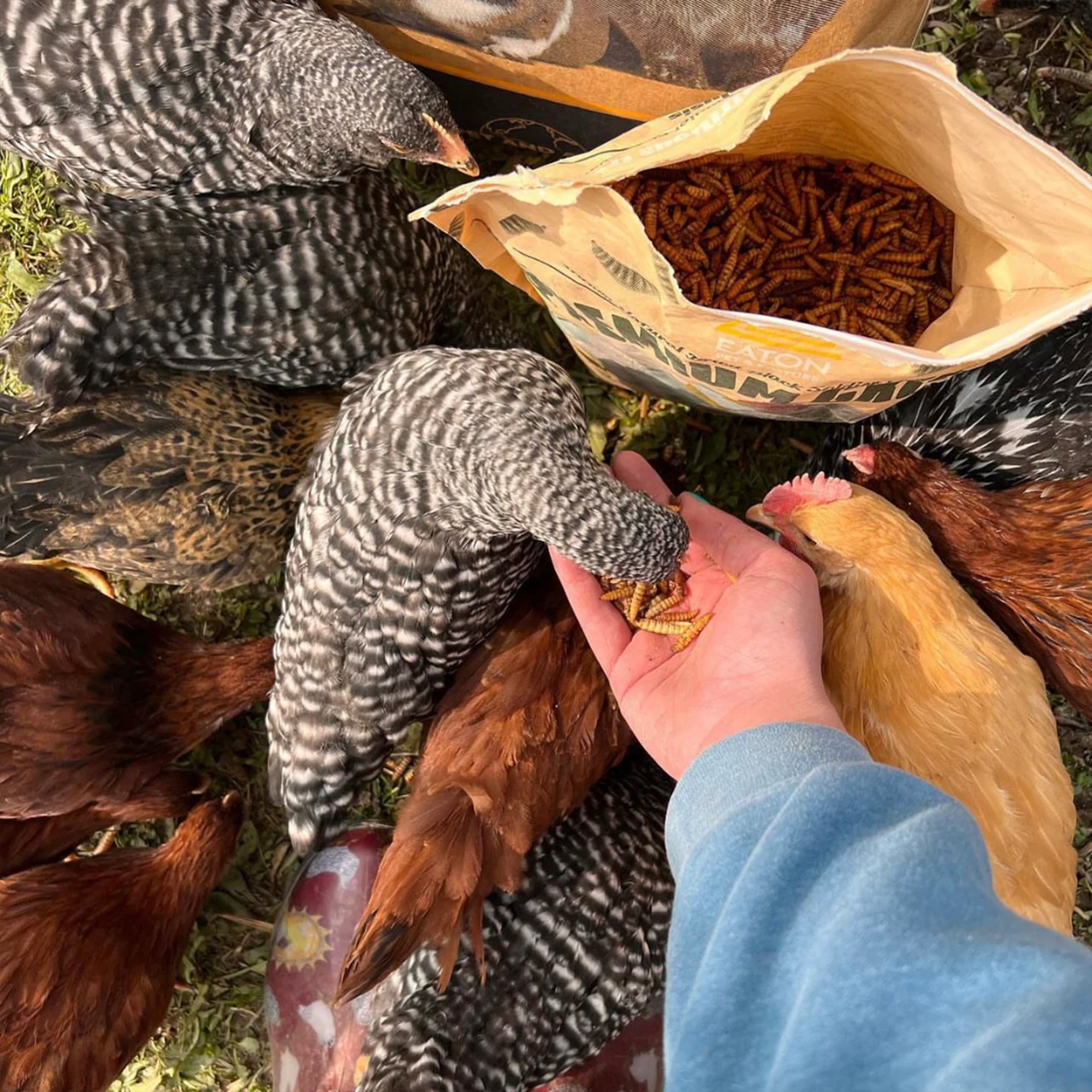 Eaton Pet and Pasture Premium Grubs, High-Calcium Treat for Chickens, Ducks, 5Lb - VMInnovations