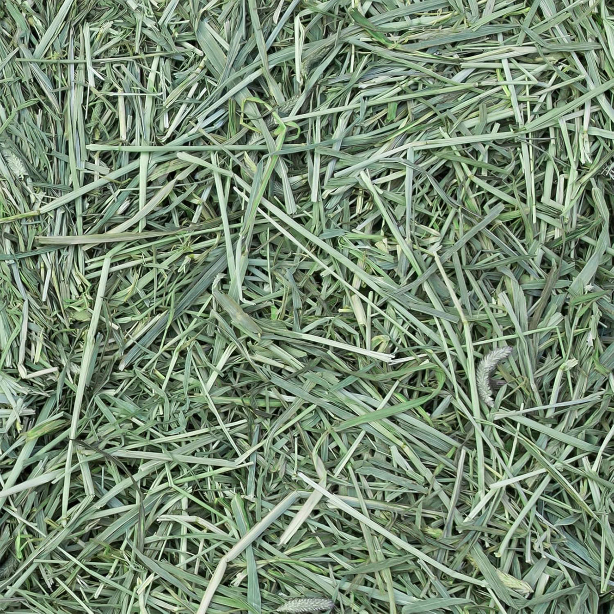 Eaton Pet and Pasture Western Timothy Hay Orchard Blend for Pets, (Open Box)