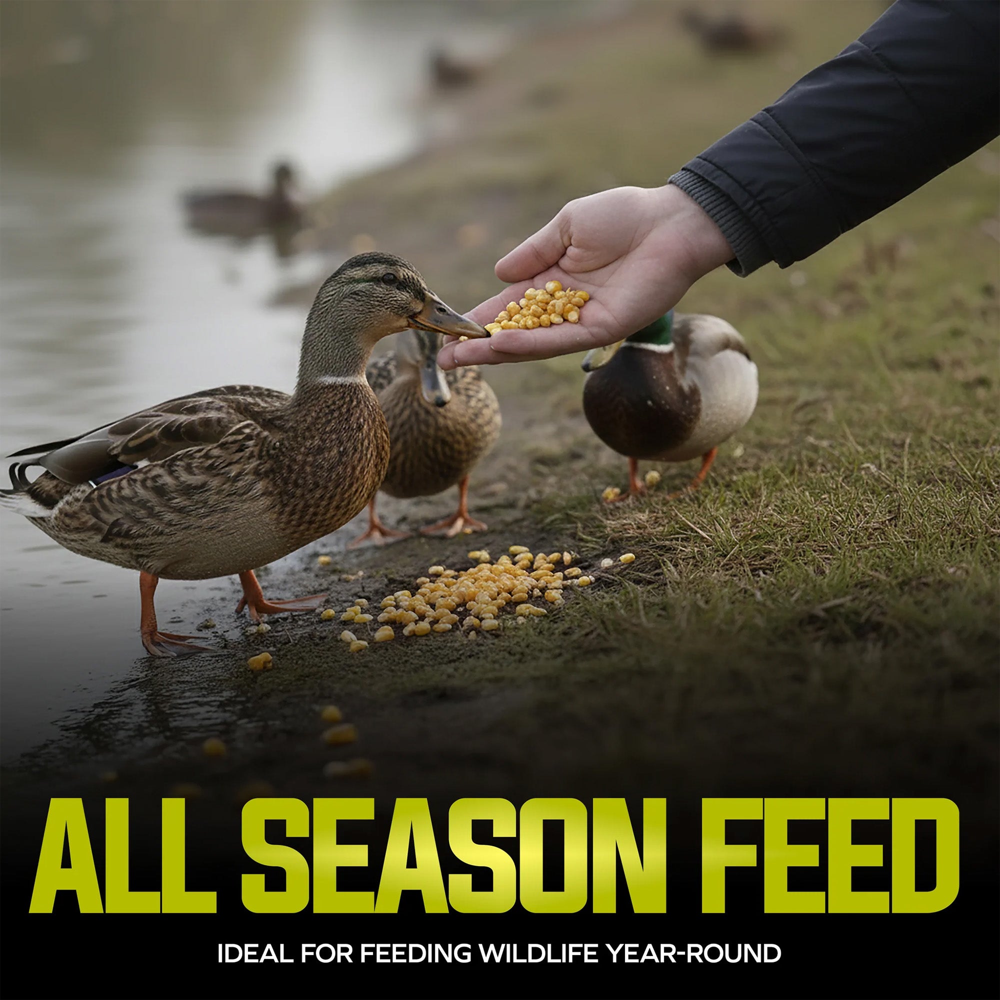 Sun Joe Premium Whole Corn All Season Feed for Wildlife and Poultry, 25 Lb, WC25