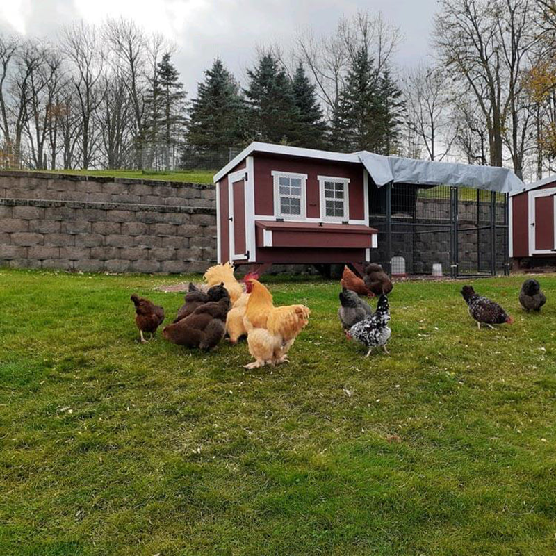OverEZ Large Wooden Poultry Hen Chicken Coop with Nesting Boxes for 15 Chickens