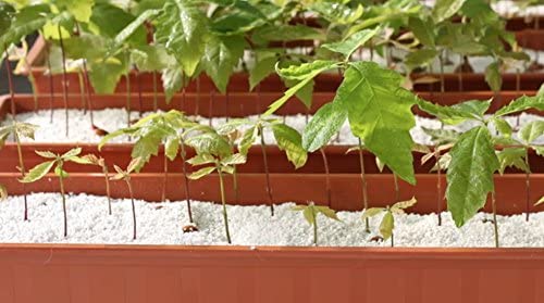GROW!T Super Coarse #2 Perlite for Hydroponic Greenhouses Gardens 4 Cubic Feet - VMInnovations