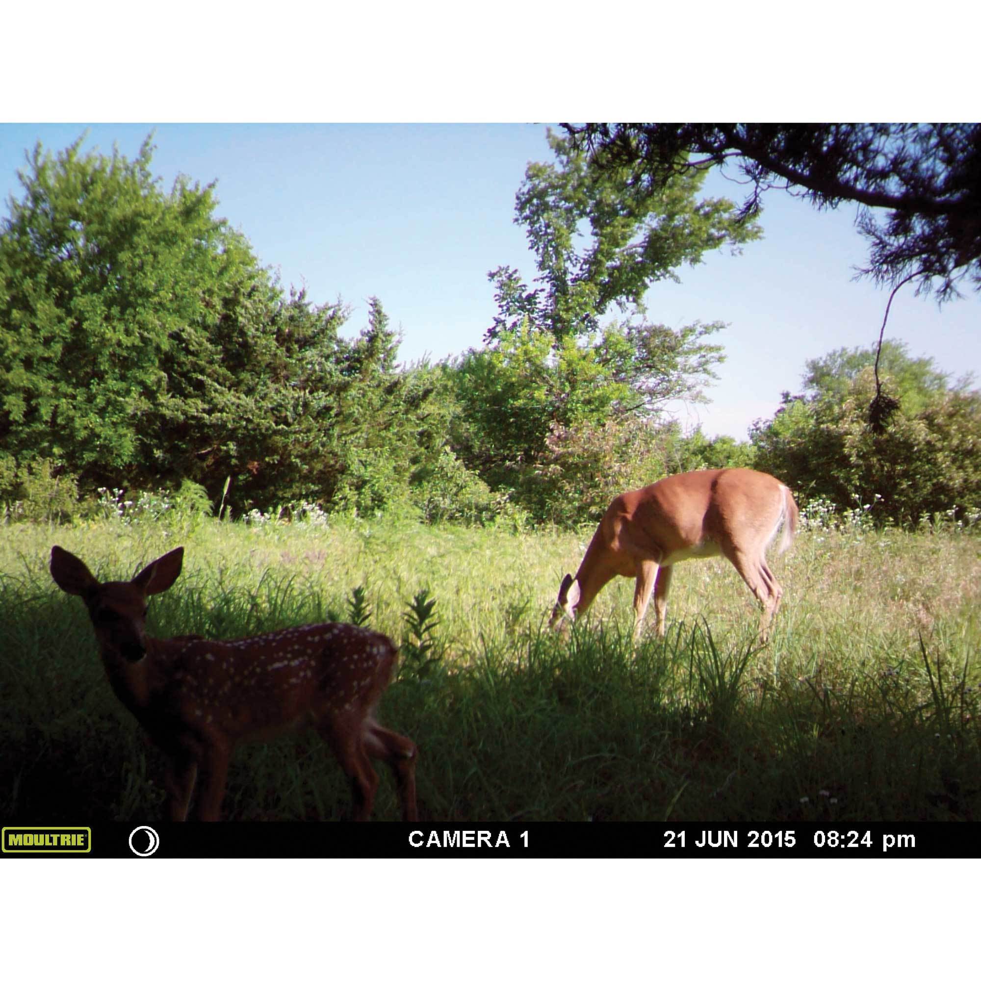 Moultrie Low Glow 12 MP Mini A20 Long Range Infrared Trail Game Camera | AC-20