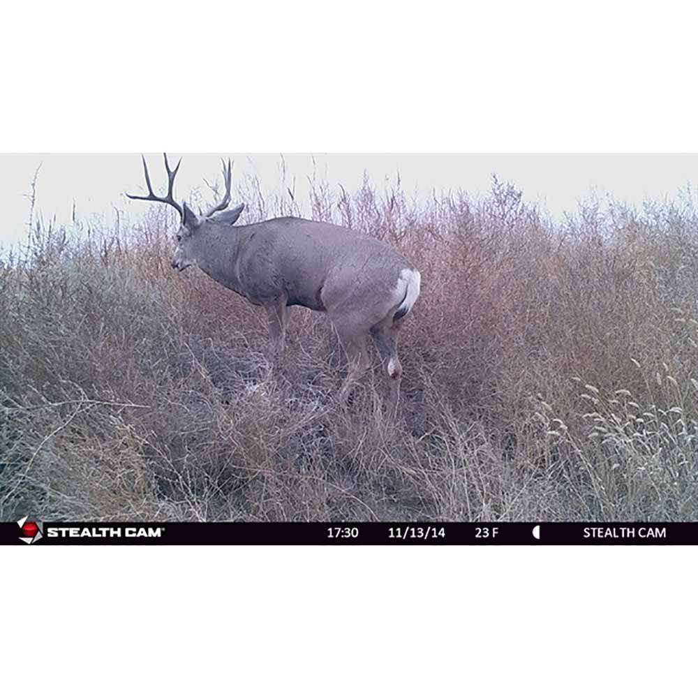 Stealth Cam 8MP Infrared Hunting Scouting Game Trail Cameras (4 Pack) | G30