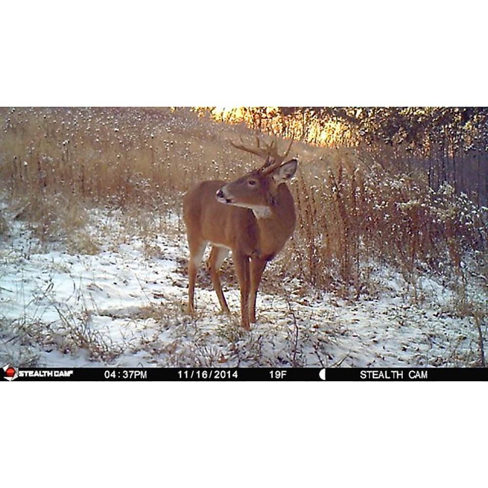 Stealth Cam ZX36NG 10MP No Glo Infrared Game Trail Scouting Camera Kit +SD Card