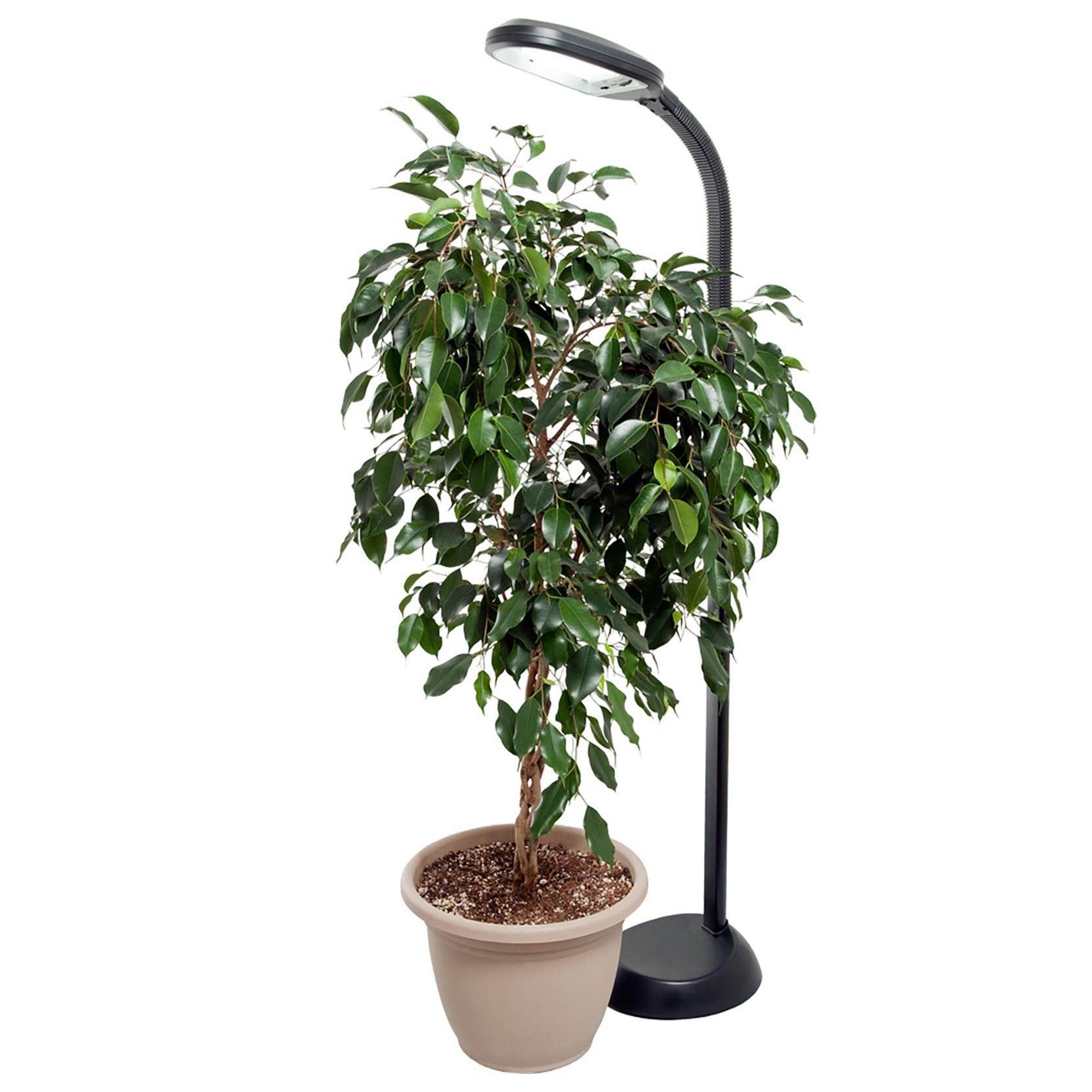 Hydrofarm Agrobrite 27 Watt Indoor Adjustable Standing Plant Lamp Light (Used) - VMInnovations
