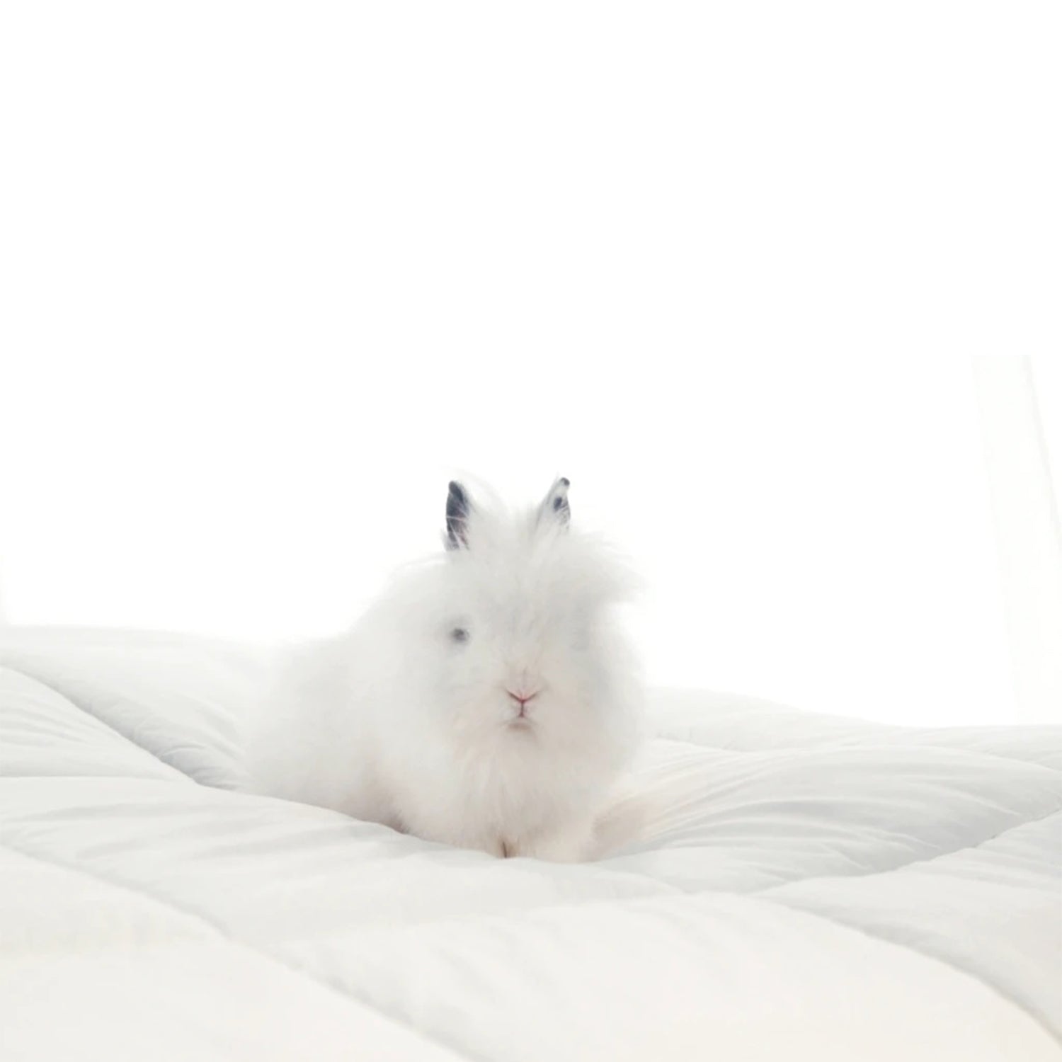 Miracle Natural Hypoallergenic Bed Comforter, King Size Bed, White (Open Box) - VMInnovations