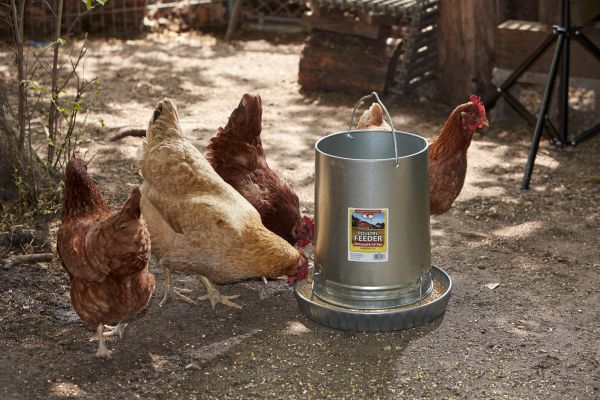 Little Giant 30-Pound Floor Space Saving Hanging Metal Poultry Feeder (Open Box)